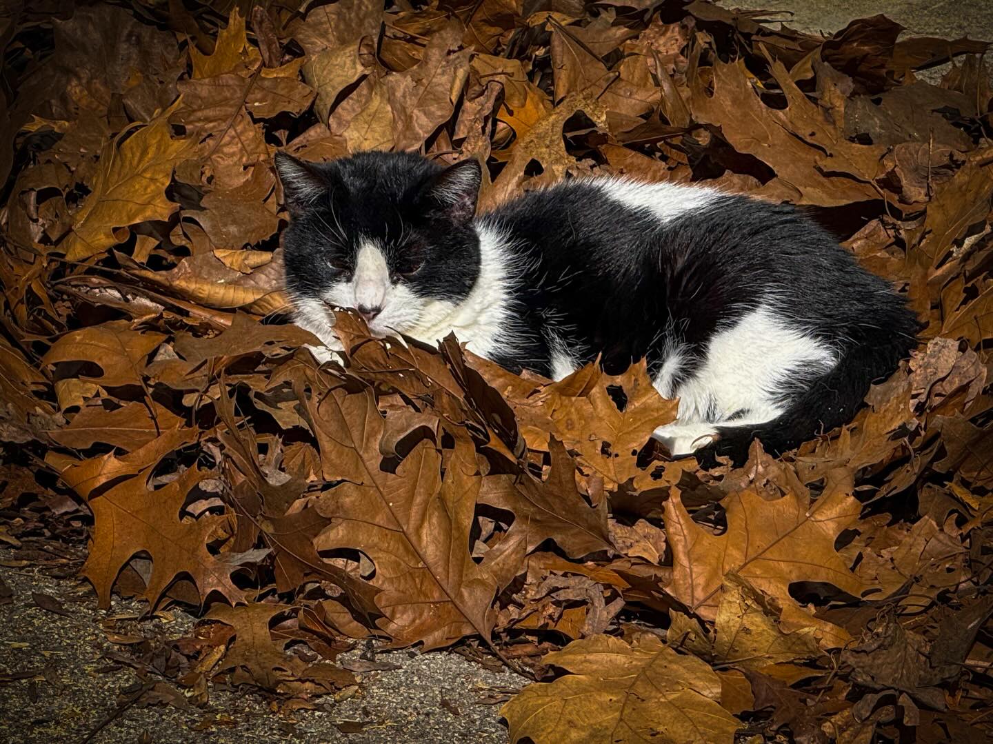 Savannah appreciates my laziness vis a vis leaf raking.