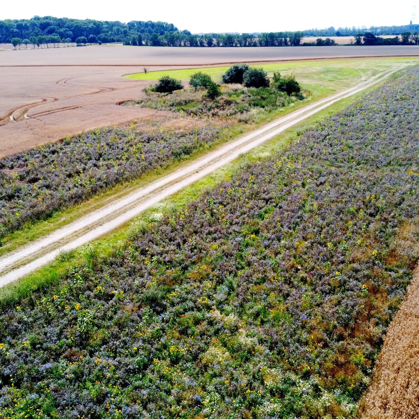 Blüh- und Pufferstreifen sind wichtige Landschaftselemente, die Lebensraum für verschiedenste Arten von Wildblumen und -Kräutern, aber auch Insekten, wie z.B. der Honigbiene oder Schmetterlingen, bieten. Sie sorgen dafür, dass sich Tiere wie z.B. Rehe oder Feldhasen in diese Bereiche zurückziehen können und Schutz finden. Des Weiteren dienen Sie auch zur Bodenverbesserung.
Wir Landwirte bestellen und Pflegen diese Bereiche, um die ökologische Vielfalt zu erhalten und, neben vielen weiteren Maßnahmen, unseren Beitrag zum Umweltschutz zu leisten.