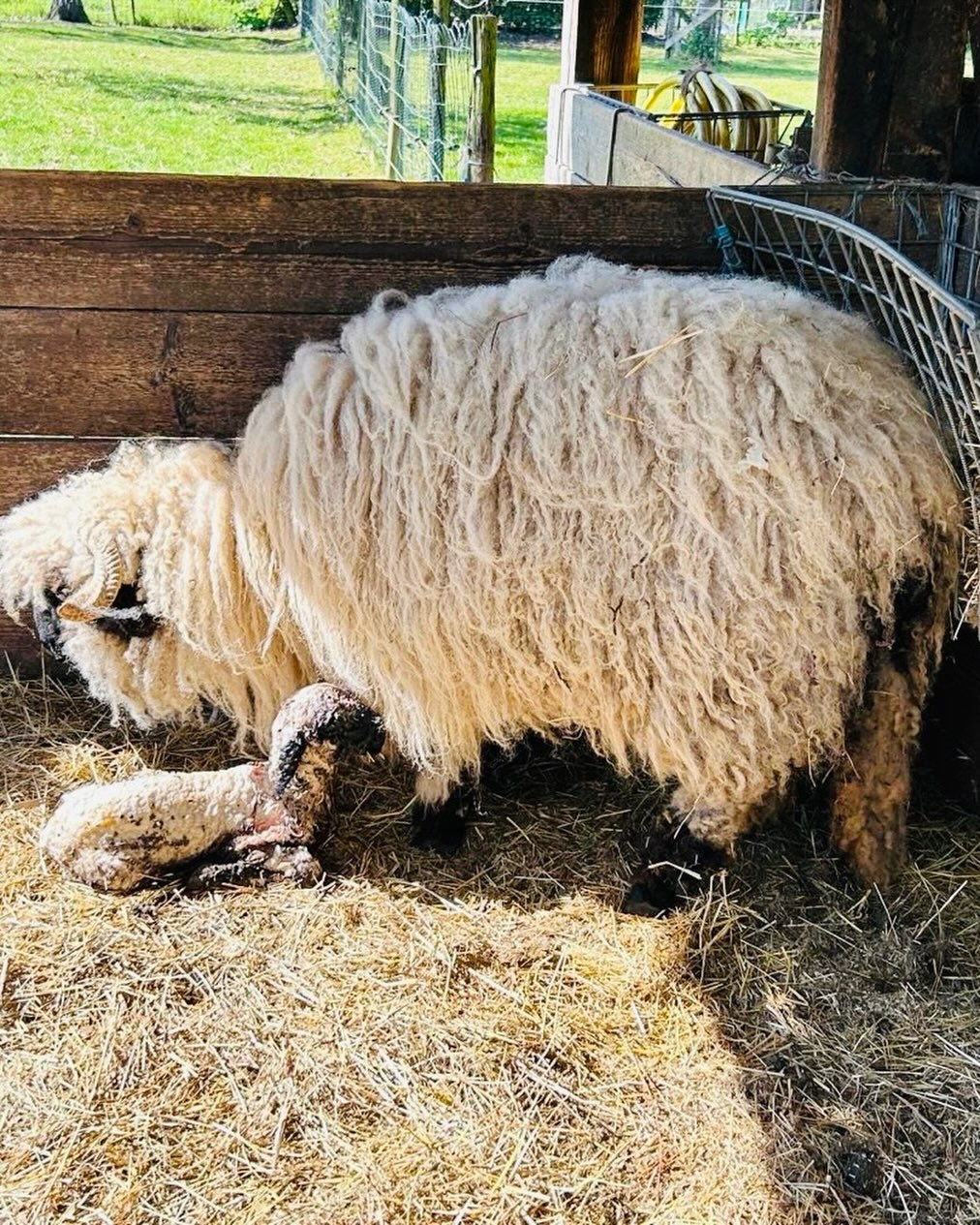 Lammetje nummer 3 in 1 week 🙏🙏 met dank aan Wouter die het boeltje draaiende houdt tijdens deze vruchtbare week (terwijl ik geniet van een deugddoende skivakantie )