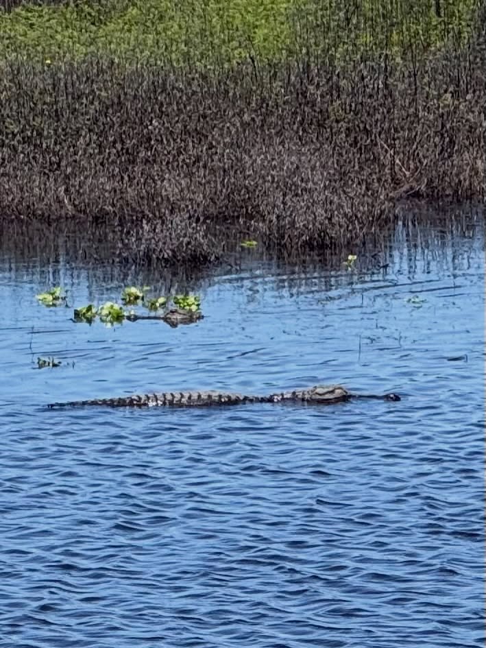 Yesterday we took a ride out to Myakka State Park in Sarasota. We explored some trails, went up to the top of the tower, and of course, saw some alligators. 🐊 There were quite a few people out taking advantage of the nice weather.
#retiredlife #retirementtravel #floridalife #travelgram #traveltheworld