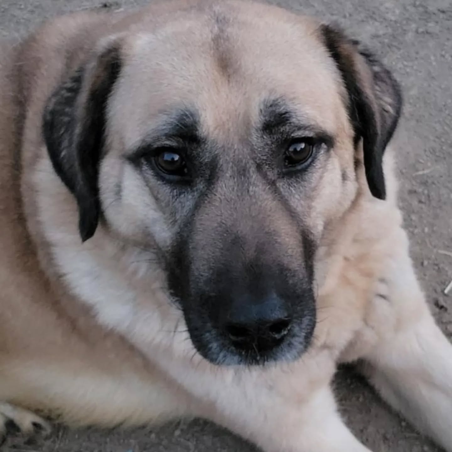 Me beautiful Lila.
CH Mystic's Zalim Kadin
www.mysticanatolians.com
www.mysticmoonlightfarm.com
#mysticanatolians #mysticmoonlightfarm #anatolianshepherd #anatolian #anatolianshepherddog #livestockguardiandog #champion #akcanatolianshepherddog #ukcanatolianshepherddog #workingdog #dogsofinstagram #anatolianshepherdbreeder