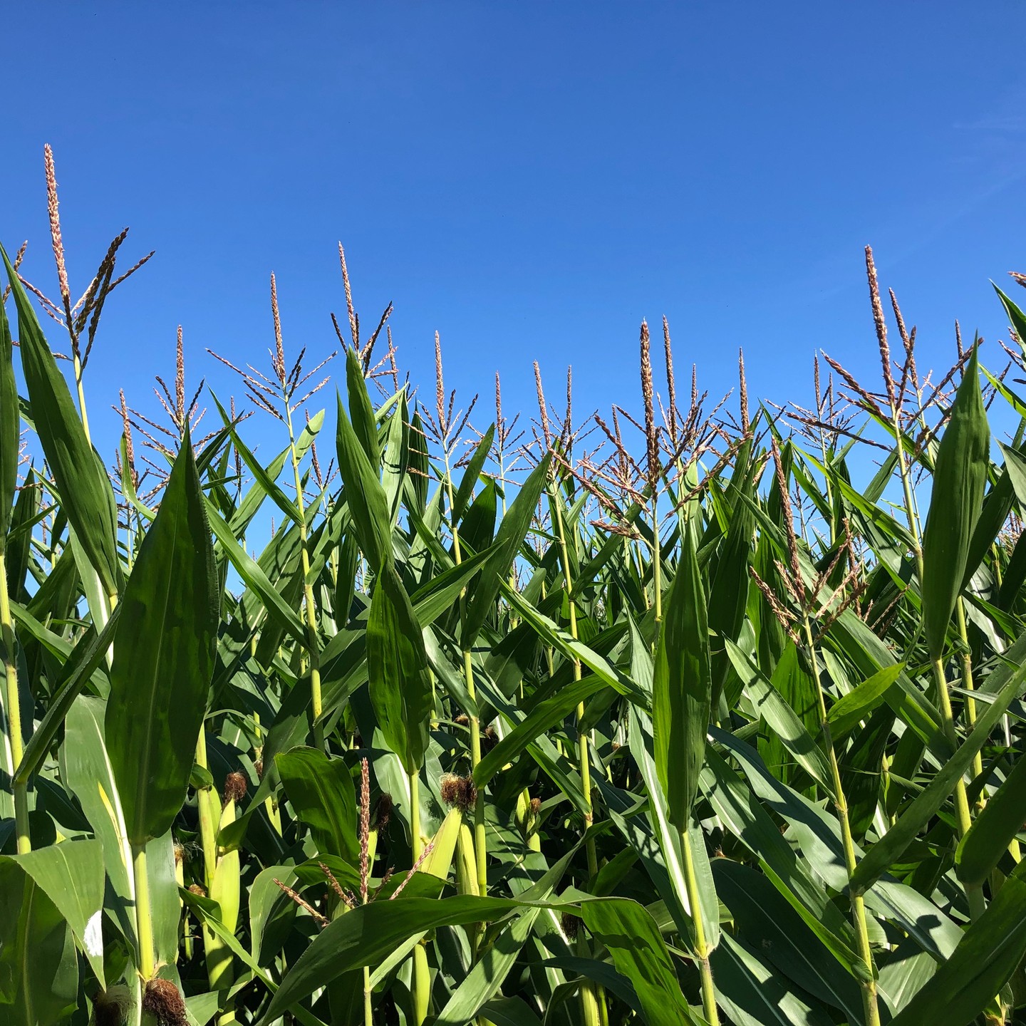 And the corn is as high as an elephant’s eye…! Beautiful autumn view here in the Lower Fraser Valley.
It is the end of the summer and the beginning of fall… this means it’s PICKLE and RELISH season! Gorgeous organic pickles from @forstbauerfarm and ginormous Bogatir garlic from @bcgarlic…
So our pickle family now features crunchy garlic dill pickles, bread & butter pickles, roasted corn relish, and of course spiced pickled beets.
Many thanks to a new friend here in Abbotsford who generously offered me her quince and crab apples: the fall line-up will once again feature that aphrodisiac quince jelly, membrillo and the crab apple thyme jelly customers have patiently been waiting for. Thank you Katz!!
We have started receiving some custom bulk orders for Christmas, so it’s going to be a very busy few months ahead for creating all the new inventory.
If you’re looking to order a flat or two of specific products for either Thanksgiving or Christmas, please get in touch as soon as possible. Email Elizabeth “epicurepreserves at gmail.com” Thank you!
Here’s our market dates and locations for the next two months:
Riley Park on Saturdays from 10:00 – 2:00 September 14, 28; October 12, 26
UBC on Saturdays from 10:00 – 2:00 September 7, 21, 28; October 5, 19
Mount Pleasant on Sundays from 10:00 - 2:00 September 8, 22; October 6, 20
Coquitlam on Sundays from 9:00 - 1:00 September 15, 29; October 13, 27
#coquitlammarket
#ubcfarm
#BCfarmersmarkets
#yougottabehere
#farmtotable
#supportlocal
