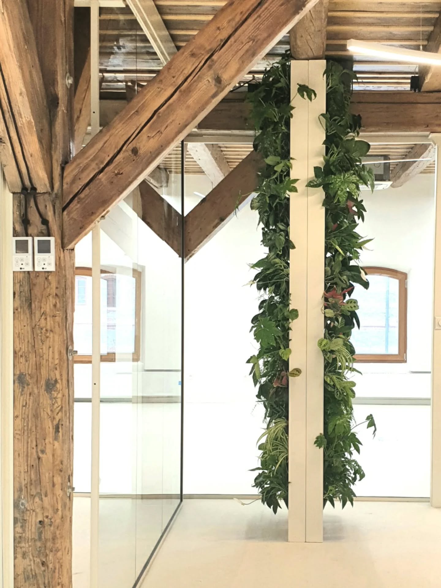 Vytvorili sme obojstrannú zelenú stenu pre nádherný priestor v novozrekonštruovanej historickej budove @demian_kosice | na Alvinczyho ulici.
Už sa teším ako sa začne krásne rozrastať ✊💚.
#duo #livingwall #ziveobrazy #eo