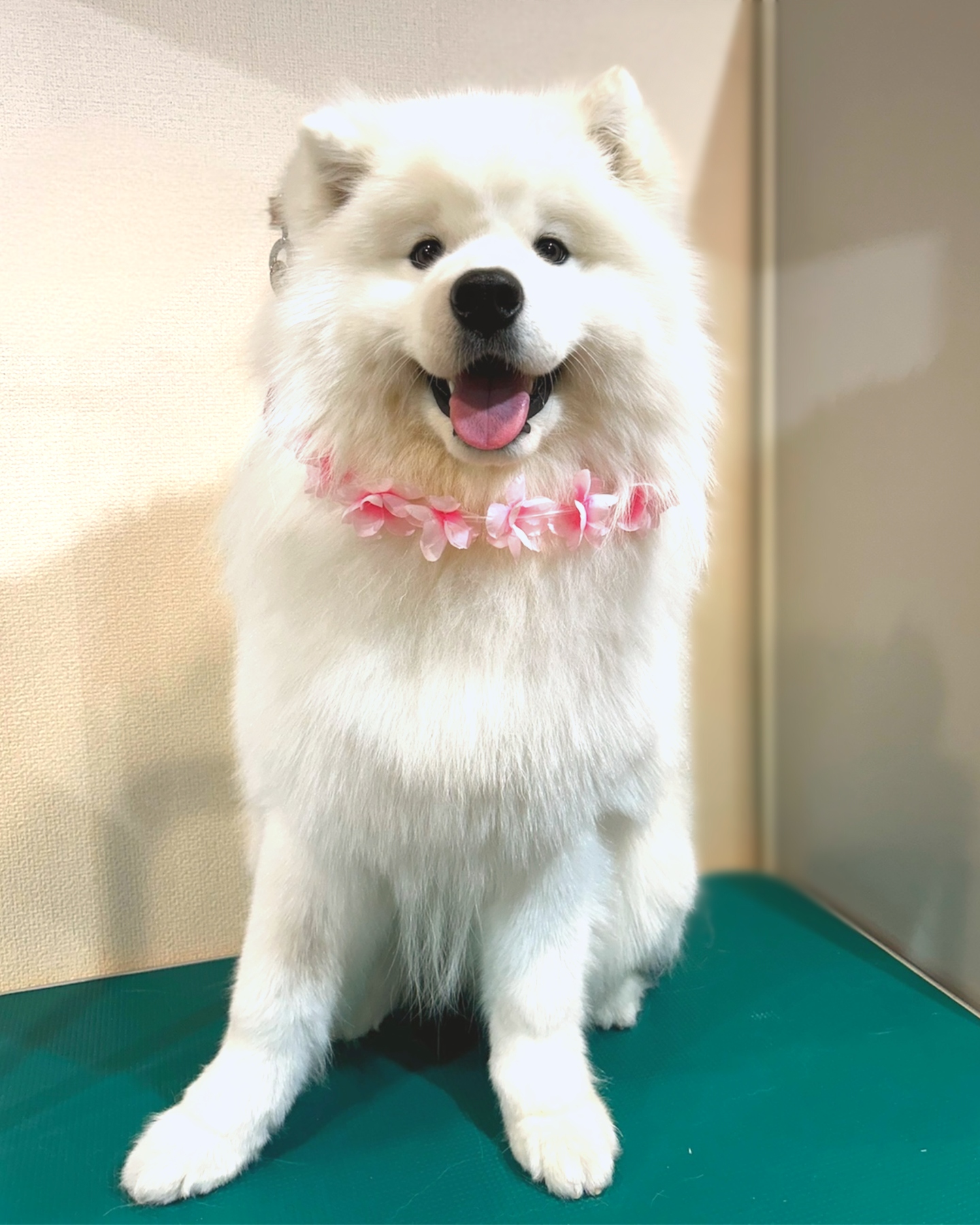 シャンプーコースでご来店いただきました
stylist: kachi/umeta
サモエドのましろくん
#トリミング #中津川トリミングサロン #ペットホテル #いぬすたぐらむ #岐阜トリミング #恵那トリミング #中津川市 #恵那市 #瑞浪市 #瑞浪トリミング #グルーミング #トイプードル #チワワ #ミニチュアダックスフンド #ポメラニアン #大型犬 #高齢犬