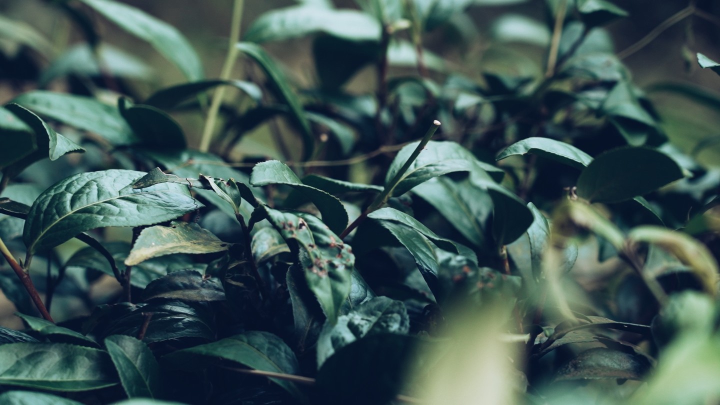 Une de nos équipes revient tout juste d'un tournage en Asie au côté d'un célèbre sourceur de thé ! Dépaysement garanti ! Découvrez son portrait très prochainement !
#the #reportage #corporate #film #documentaire #institutionnel
Producteurs : @franckmorlet et @nicolasbarsikian