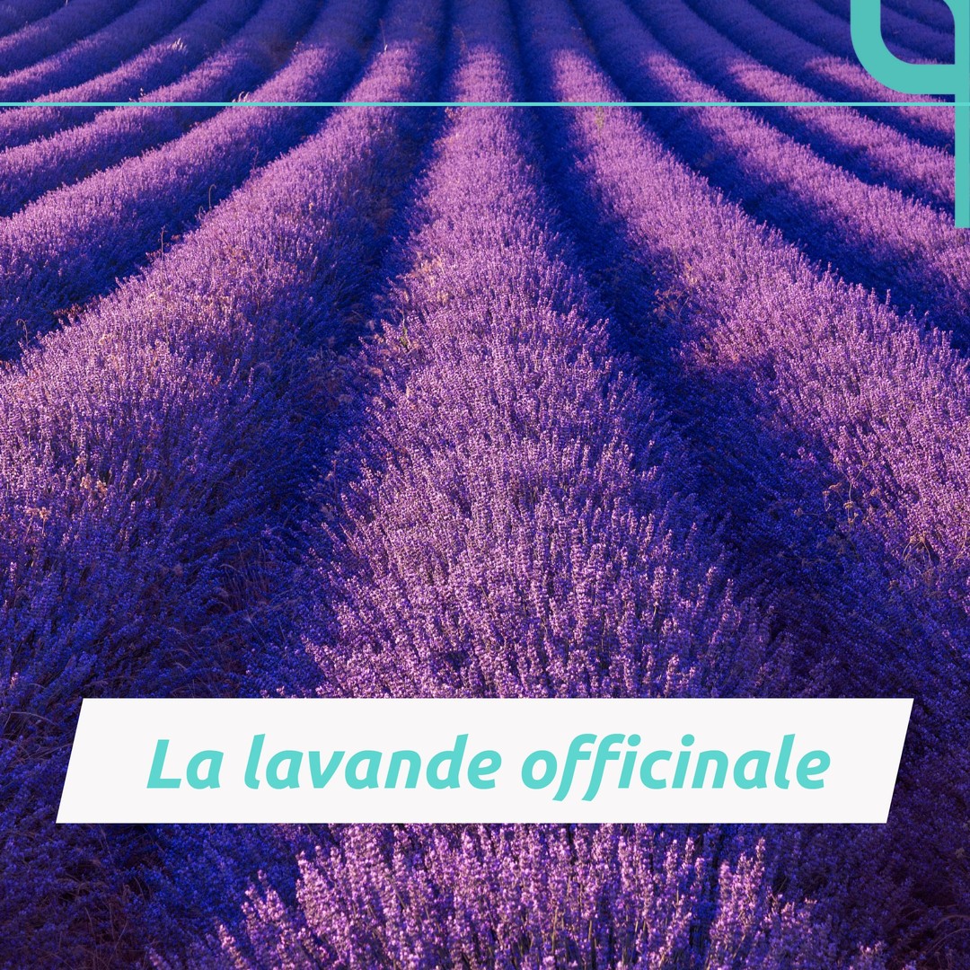 Non seulement elle sent bon, mais elle a également des propriétés cicatrisantes et régénératrices puissantes ! Une alliée de taille pour les bobos de votre peau. 🌿
La bonne nouvelle ? La lavande officinale fait parti des ingrédients de Cica-concentré, notre soin réparateur cutané.
Si vous êtes curieux d'en savoir plus, allez jeter un coup d'oeil sur notre site : www.ianthis.com
#ianthis #ianthislab #huilesessentielles #skincare #dailyroutine #vegan #bio