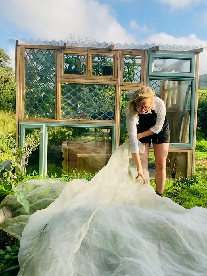 Reclaimed Patchwork Greenhouse
(reclaimed windows/glass, reclaimed construction timber, reclaimed concrete pads)
Move through this photo series to see process!
Highlighting this lovely and constant comment producer, built and designed by @soily_al for our workshop garden. Made from entirely skip found and reclaimed windows, waste construction timber from @mid_sussex_wood_recycling and pads made from recycled plinths from high street fashion shops. All planters built by community members on volunteer events, from 100% waste wood. Ain’t it a beauty!
Very accessibly built, shows workshop attendees and community simple building techniques that demystify simple structural designs.
We produce a lot of our own veg in here for our community lunches, what aren’t we doing I ask ya!!!
#greenhouse #reclaimedwindows #diywoodwork #womenonthetools #sustainablebuilding