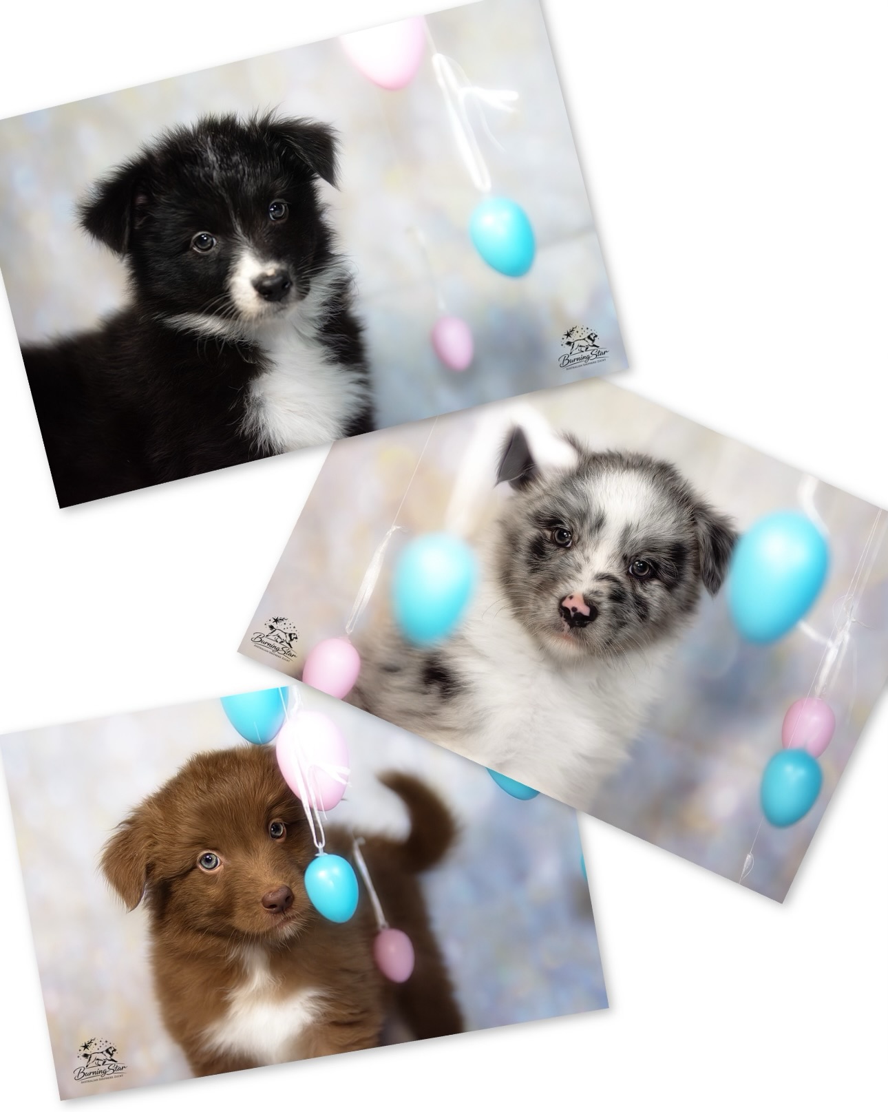 3 traumhafte Schätze suchen ihr perfektes Match 🥰 und hoffen auf eure Hilfe bei der Suche.
Unsere 2 Mädels in red und black bi, sowie unser Bub in blue merle white suchen den Menschen, dem sie ihr ganzes Herz schenken dürfen 🥰
Wir empfinden alle 3 als sehr angenehme Charaktäre, menschenbezogen, offen und freundlich.
Ab dem 15.04.26 dürfen sie mit voll gepackten Köfferchen in ihre neue Familie ziehen.
Bei ernsthaftem Interesse meldet euch gerne telefonisch, via Email oder Whatsapp bei uns.
Infos zur Aufzucht, den Eltern etc. findet ihr auf unserer HP www.australianshepherd-zucht.com / www.burningstar-aussies.de
#aussiewelpe #zuhausegesucht #australianshepherd #aussie #aussiezucht