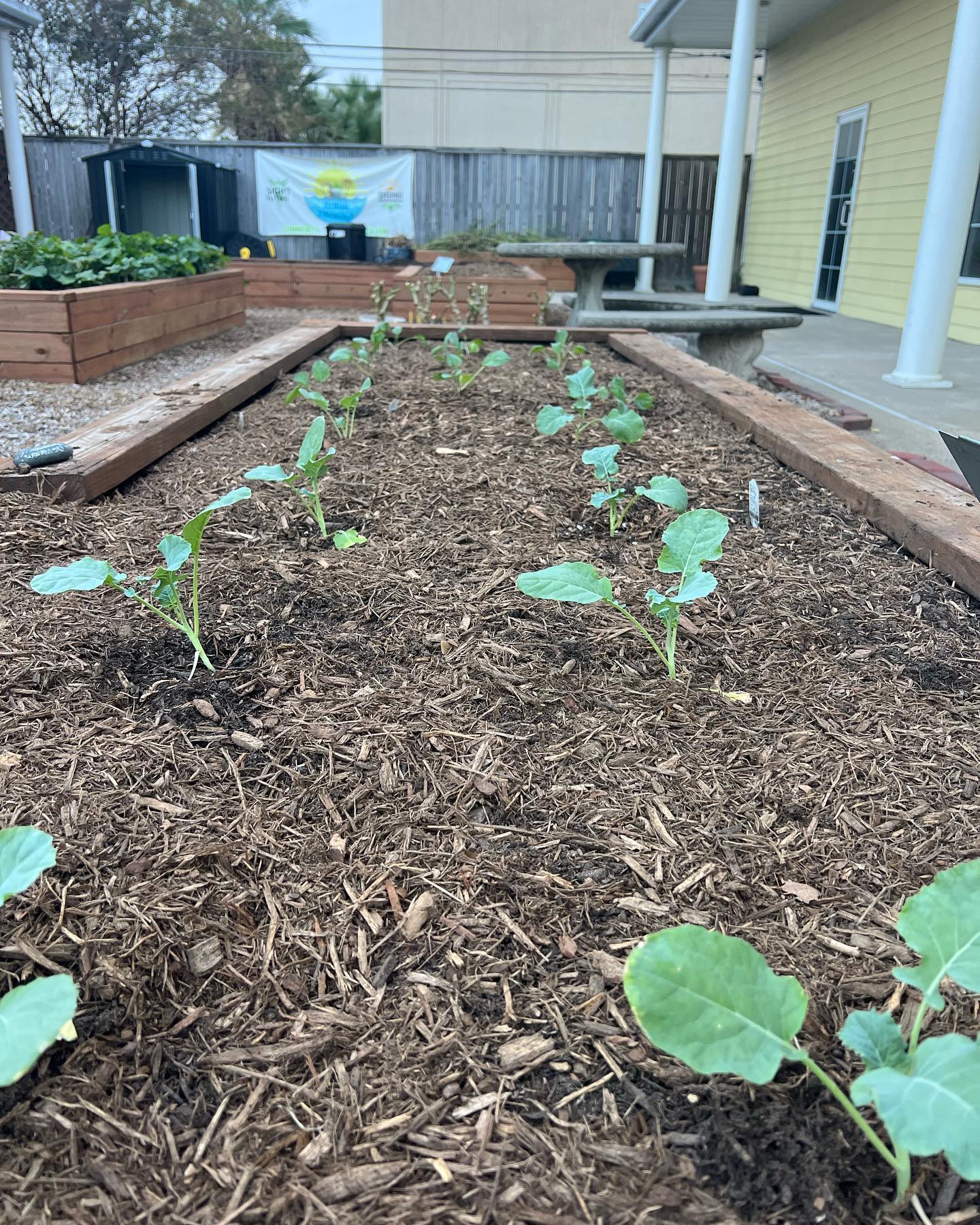 From tiny seeds to tasty greens! 🌱 Our lettuce plants are beginning their journey and will surely be a delight to enjoy.
•
•
🥬 Nutritional powerhouse with Vitamin A, Vitamin K, and folate
🥬High in water content and great for hydration
🥬Contains heart healthy fibers associated with lowering cholesterol levels
🥬An eco-friendly crop that requires less water and resources to grow