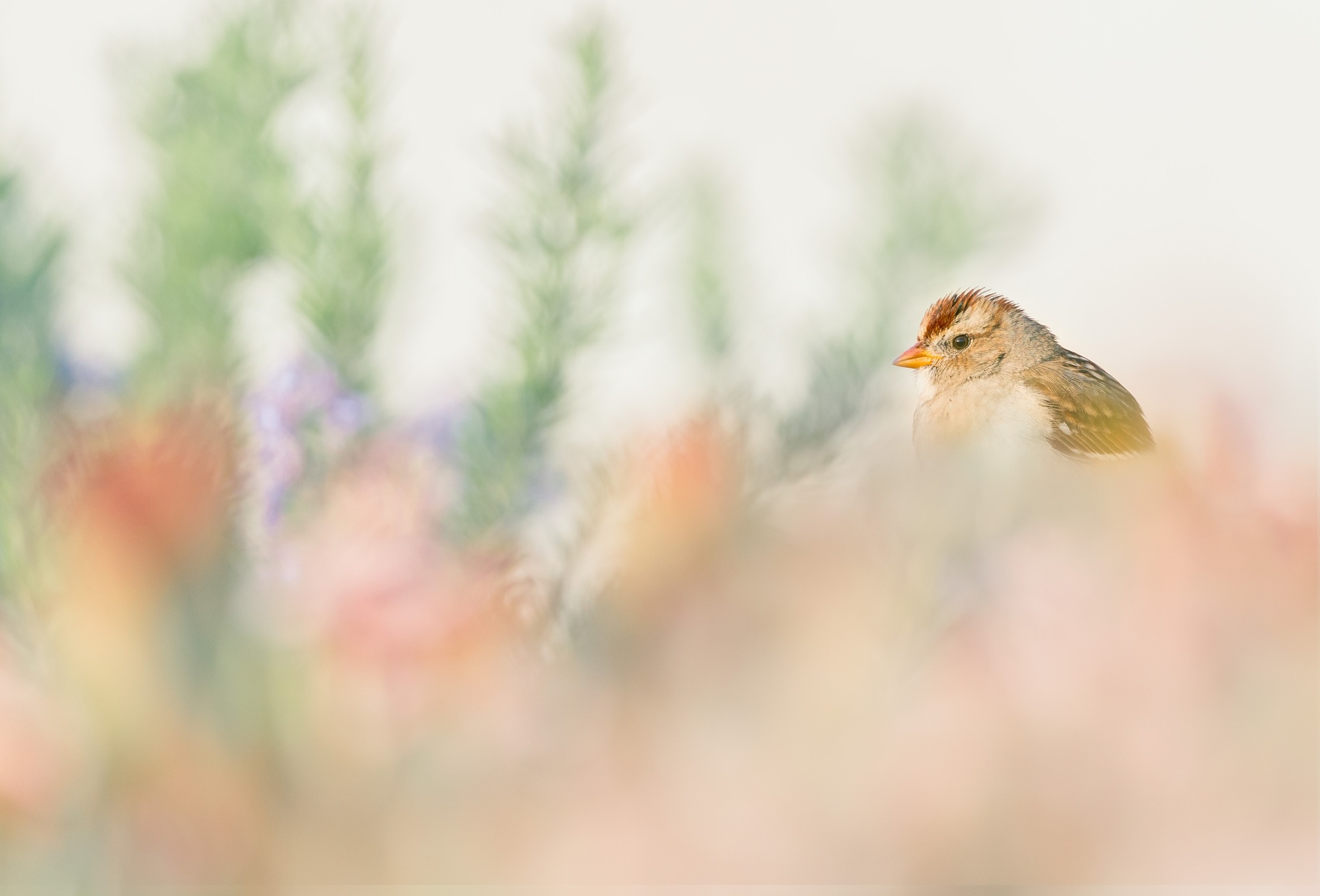 White-crowned sparrow (juvenile) popping up amongst the flowers.
This bird was sitting on a fence but by moving around I found a spot that gave both a nice foreground blur with the bonus of hiding the fence and a distant bg.
