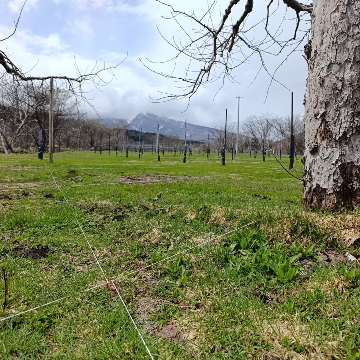 🍎🍏
【苗木を植える準備】
今年は春が早いので、仕事が詰まってます…。
剪定が終わったら、次は苗木を植える仕事。
去年買った園地。
丸葉のふじが植わっていますが、その間に苗木を植えます。
りんごを取りながら、園地更新。
昨日はその測地で線引き。
大体何本植えるか見えてきました。
支柱も注文して、苗木持ってきて、接ぎ木して。
花咲く前にやること盛りだくさんです。
■■■■■ジュース加工について■■■■■
2025年度の加工受付は【4月9日】で終了しました。
ご利用いただきありがとうございました。
引取は4月17日までにお願いいたします。
受付・引取時間
平日 9:00~16:00
------------------------
【加工事前受付】
↓LINEページ
友達登録して、事前受付お願いいたします。
https://lin.ee/74LkMcf
------------------------
りんごジュース販売中!
・stores、ポケットマルシェにて販売中です!
https://tono-fruits-lab.stores.jp/
--------------------------
#津軽りんご加工センター
#りんご加工 #ジュース加工
#つがる果樹工房 #つがる林檎園 stores
ringofarmer
東北 青森 弘前 青森ライフ
tohoku aomori hirosaki aomorilife
りんご りんご畑 りんご農家
ringo apple りんごジュース
--------------------------
【農ナビ青森に取り上げていただきました】
https://www.nounavi-aomori.jp/start/publicity
農なび青森
--------------------------