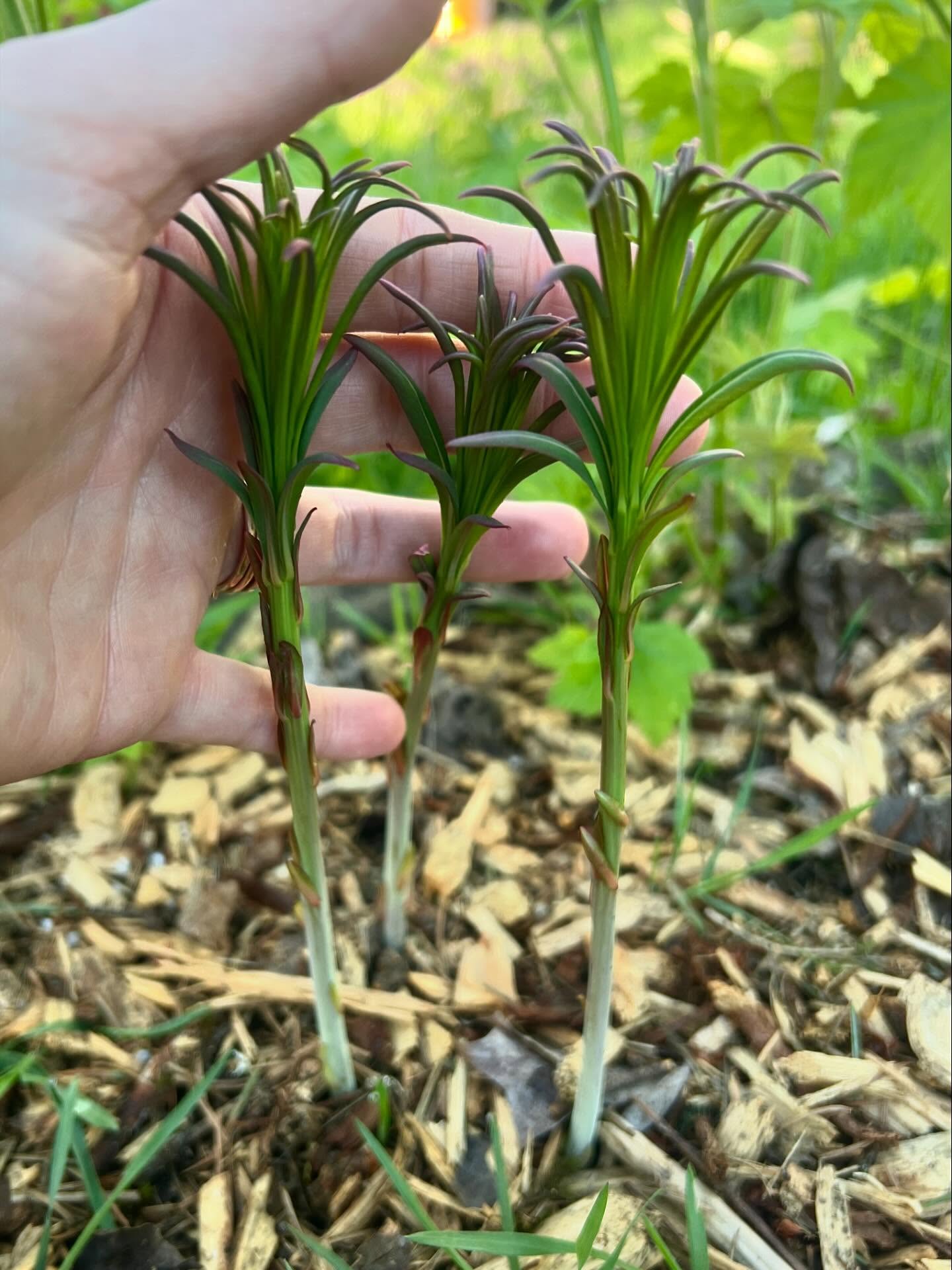 Fire weed is taking off in our spiral rain garden right now 🌱
Speaking of fire weed, this past week we traveled to Bend and made a stop at @lazyzranch — and got to try their Fire Weed mead. This brew was truly a work of art on the palate.
But what makes this ranch even greater is their commitment to regenerative bee pastures and animal integrations.
Their whole business model is a beautiful, integrated system.
🐝 Raising their own bees and selling split colonies to their local community
🌱 Using all local and sustainable ingredients
🧠 Offering education on pollinators and conservation
🌱 Focused on building soil, habitat and diversity
These are all some of our favorite things.
So you can understand how, after tasting some of their Fire Weed mead, we’re even more excited to see it popping up in our own backyard right now—next to one of our own hives. This hardy edible perennial is a great boon to the permaculture landscape, for humans and wildlife alike!
Thanks again for having us, @lazyzranch !
#regenerativedesign #permaculture #permaculturedesign #livingsystems #fireweed