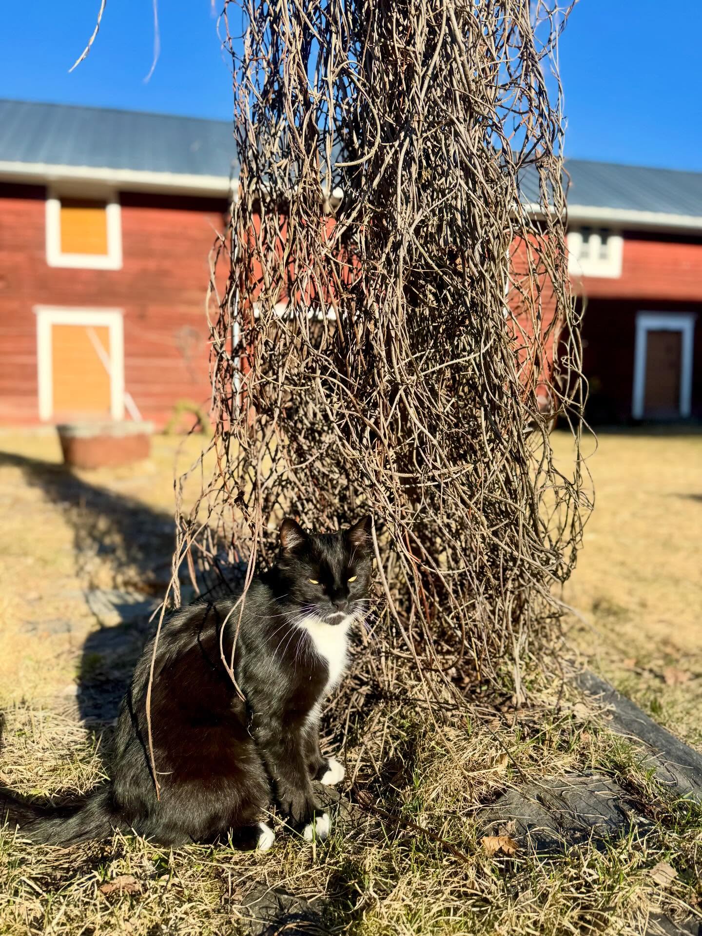 Monni ja ilta-aurinko.
Kissut ne osaa ottaa kaiken irti lämpimistä ja valoisista illoista.