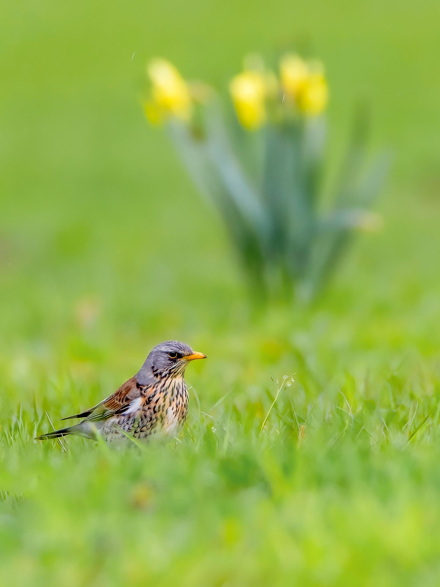 Die Wacholderdrossel ist in weiten Teilen Europas und Asiens zu Hause. In Deutschland ist sie besonders im Winter häufig zu sehen – dann ziehen große Schwärme durch Parks, Wiesen und Obstgärten wie kleine, gefiederte Nomaden.
Die Wacholderdrossel – der „beerensüchtige“ Sänger des Nordens.