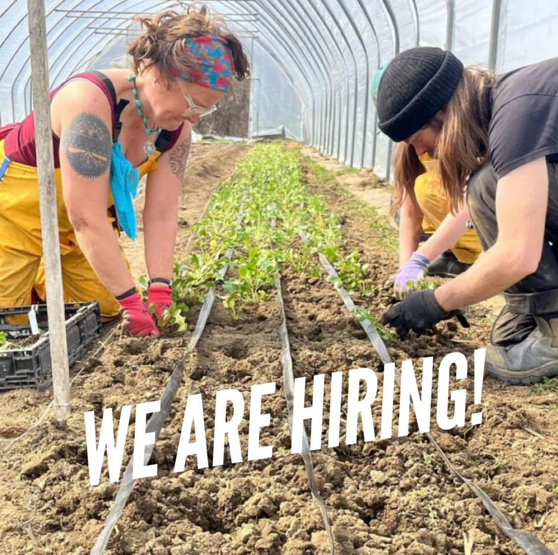🌱That’s right! We are hiring for a few positions on the farm crew this season. Full time and part time involved in all the aspects of the farm from greenhouse, field work, crop production, and packing and processing.
🌱Must have farming experience, have a good work ethic and up for working in the elements.
🌱Send a cover letter and resume to lancasterfarmacy@gmail.com