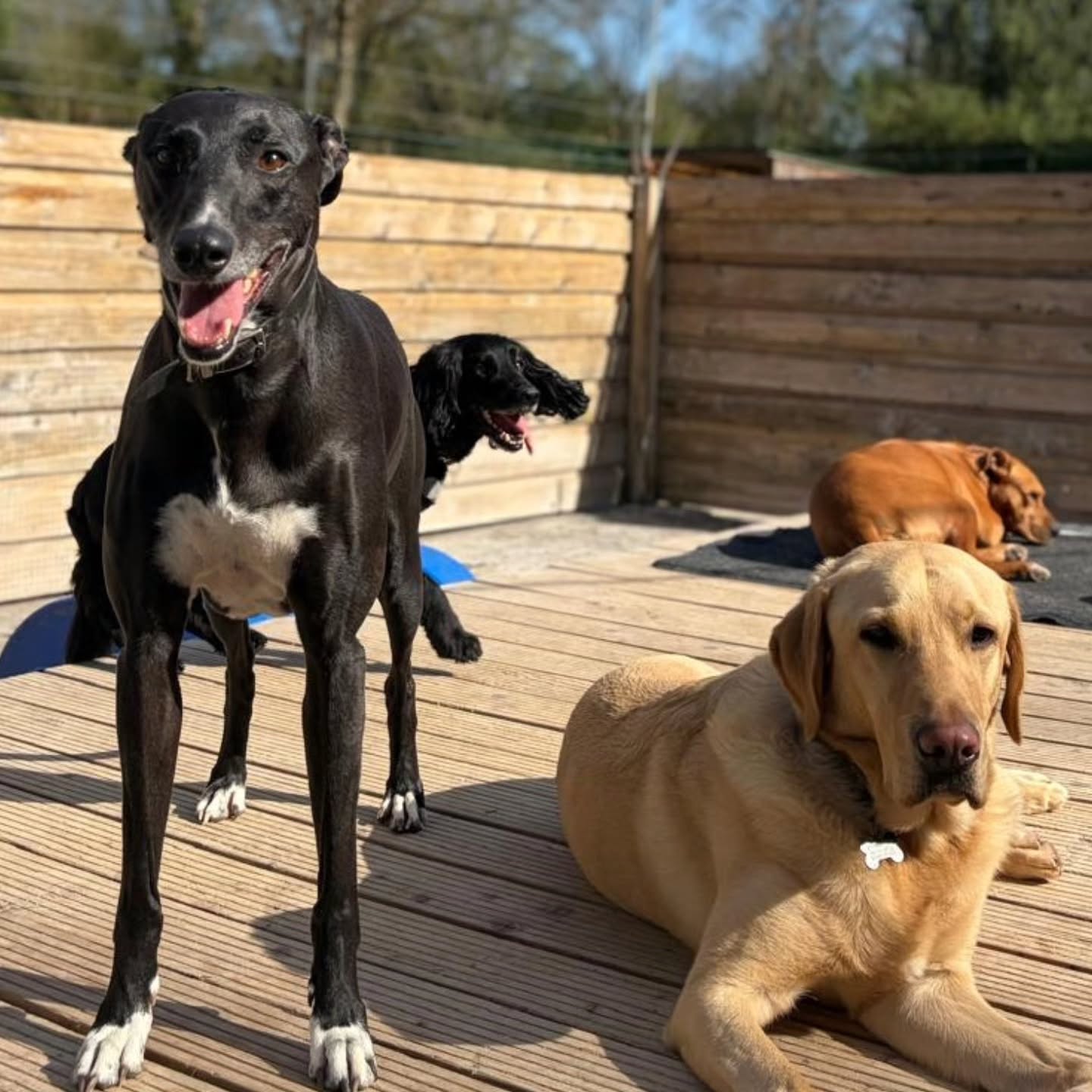 Sunny Easter week at Doggy Daycare 🐕 ❤️
