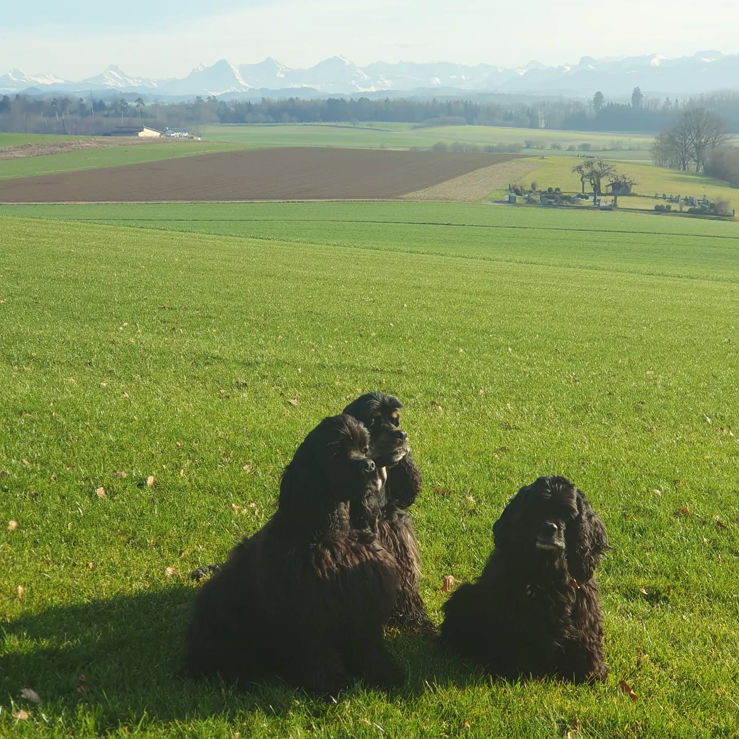 Schöner Spaziergang in Ulmiz
#americancocker
#cockerspaniel
#cutedogs
#dogsofswitzerland