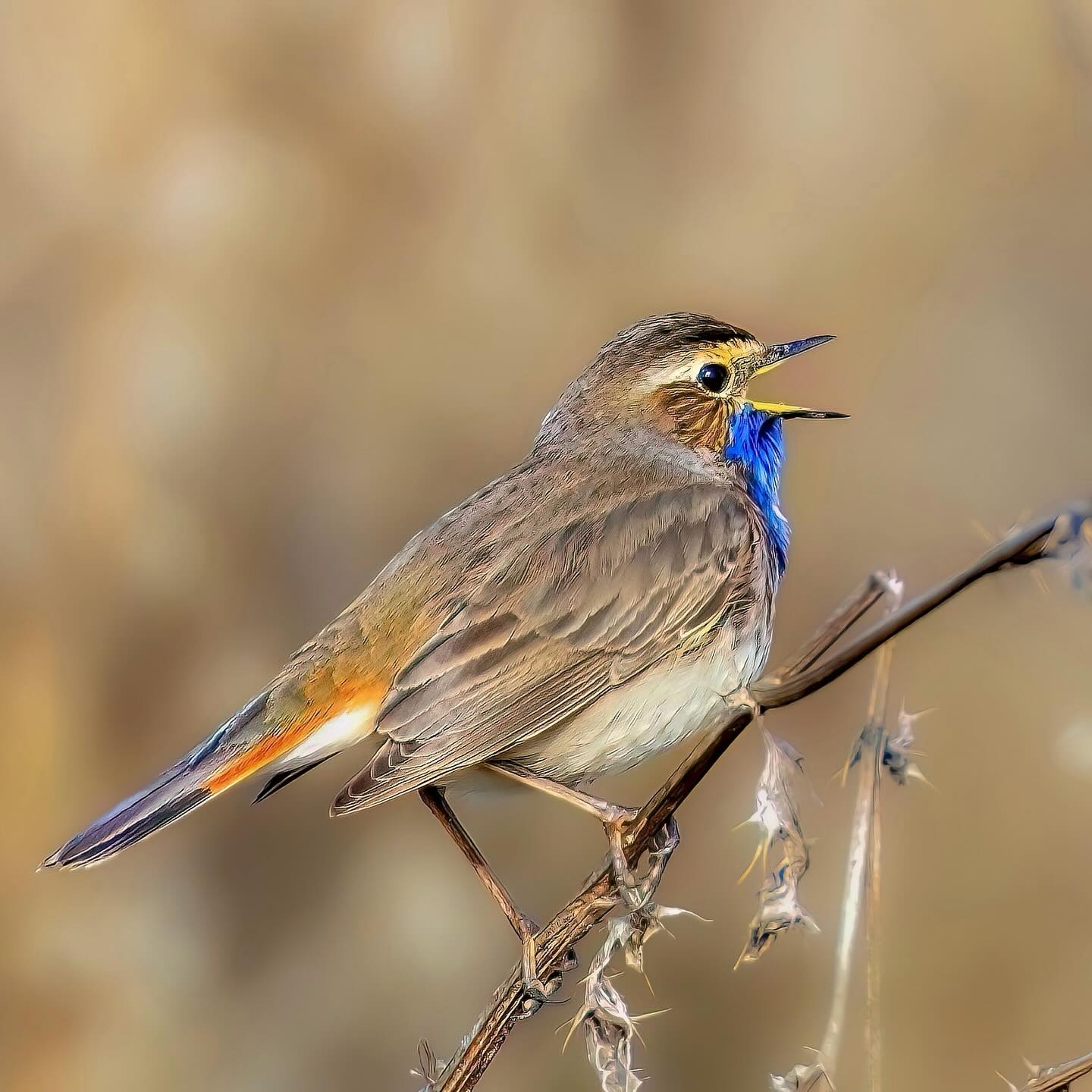 Ton in Ton und besonders wunderschön.
Diese zierliche Sängerin (bzw. oft der farbenprächtige Sänger) gehört zu den Zugvögeln, die den Winter im Süden verbringen und im Frühling wieder nach Mitteleuropa zurückkehren. Sein Comeback ist fast wie ein geheimer Saisonstart der Natur.
Wenn du es jetzt siehst oder hörst, bist du genau im richtigen Moment draußen gewesen – viele verpassen diesen leisen, aber spektakulären Einzug.