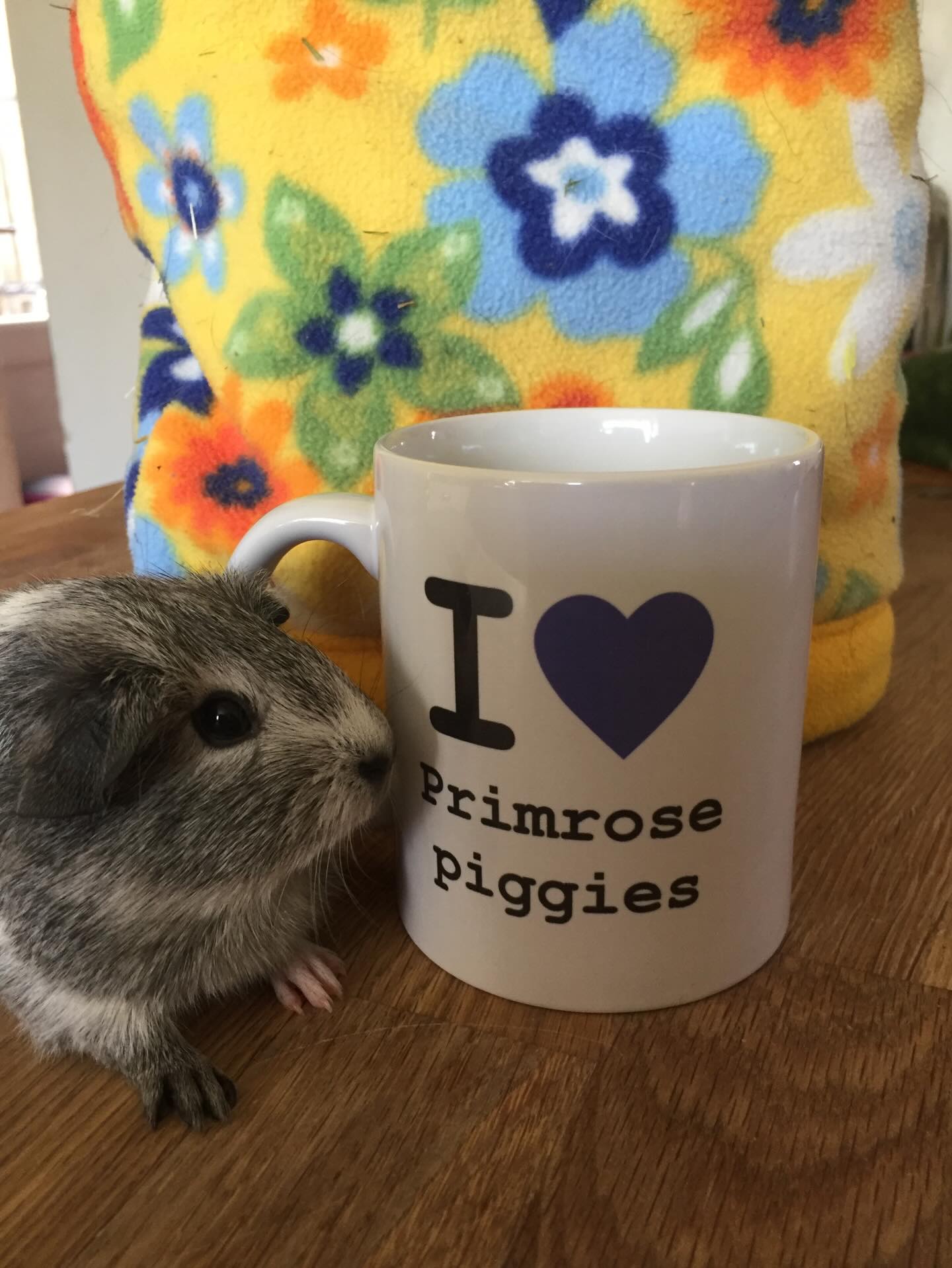 🩷🩵SURRENDERS 🩷🩵
Information:-
We get many requests to surrender piggies every week.
We meet people from all walks of life and in all kinds of situations. We are not here to pass judgment just help if we can.
We can only offer a space if we have one. If we don’t we will give you a list of alternative places to try.
We appreciate how hard it can be to surrender your animals and that it can take great courage to ask for help.
It’s very important to point out that we always ask permission to post photos of surrendered piggies (if possible).
We are happy to give updates if contacted by the previous owner.
We are always kind but honest about any medical issues we find.
We are not responsible for followers comments or opinions.
We can be kind and still say no.
We are not afraid of the block button if we have a problem with someone’s behavior.
We can be contacted via our website:-
www.primrosepiggies.co.uk
Or
email primrose.piggies@hotmail.com
🩷🩵🩷🩵🩷🩵🩷🩵🩷🩵🩷🩵🩷🩵