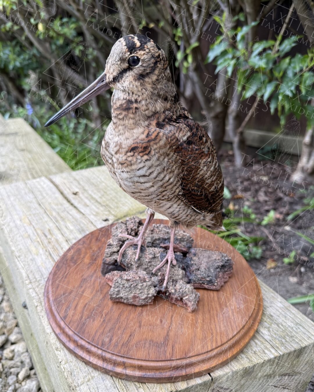 Woodcock commission all complete ready to go back to the customer. This woodcock had a missing toe which was unusual.
#woodcock #taxidermy #commission #wildlife