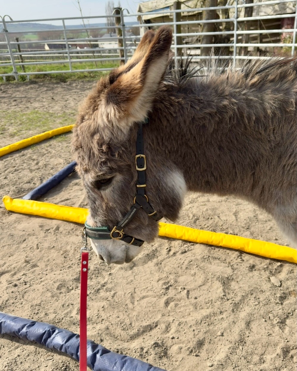 🫏
Hallo ihr Lieben!
Wir hoffen, ihr hattet auch so ein schönes Wochenende 🤗
Heute haben wir Eselchen wieder ein bisschen trainiert und zum Abschluss gab‘s ne Ladung Brombeerschnitt!
🫶 Lieben wir!
😉 Läuft bei uns ✌️
Beste Grüße,
🫏 die Jungs!
#esel #wandernmachtglücklich #training #frühling