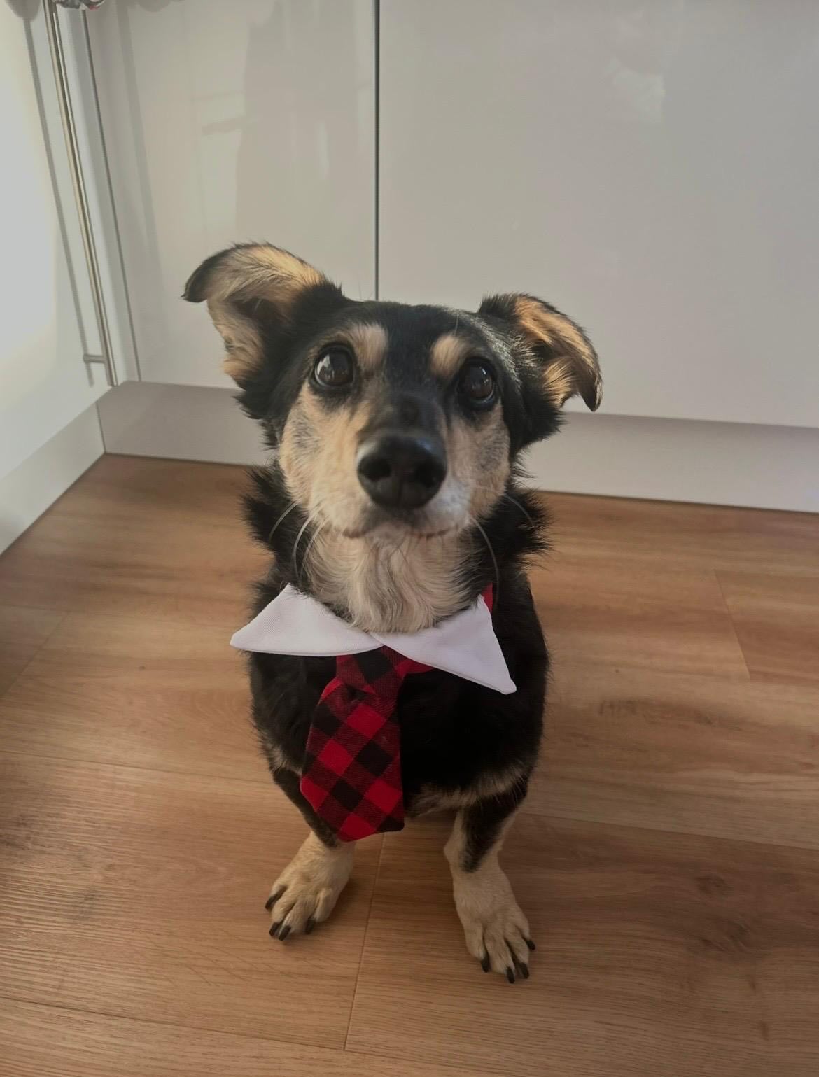 🐾 *Update zu klein Tabaluga – und eine Bitte um Unterstützung*❤️🍀
*Tabaluga*,ist im Juni 2025 aus Polen auf seine PS gereist und hat dort schnell alle Herzen im Sturm erobert😍 Leider brachte er auch eine schwere Diagnose mit: eine ausgeprägte Mitralklappeninsuffizienz, eine Herzerkrankung, die ihn sein Leben lang begleiten wird.
Nach Rücksprache mit den Tierärzten hat sich unser Verein damals dazu entschieden, Tabaluga auf seiner liebevollen PS zu lassen, damit er weiterhin in seiner vertrauten Umgebung bleiben kann – dort, wo er längst Teil der Familie geworden ist. 🏡
Und genau das merkt man ihm auch an:
Tabaluga liebt das Leben, seine Menschen und die täglichen Abläufe im Familienalltag. Er genießt jede Streicheleinheit, jeden Moment im Garten und natürlich die gemeinsamen Spaziergänge.
Seine Herzerkrankung macht sich jedoch bemerkbar. Besonders bei längeren Spaziergängen oder warmem Wetter kommt der kleine Mann schnell aus der Puste. Dann wird kurzerhand umgestiegen. Im Hundekinderwagen darf er sich ausruhen und gemeinsam mit Nero weiter die Welt erkunden. 🐶🛒
Anfang Mai steht für Tabaluga wieder ein wichtiger Herzultraschall an, um zu kontrollieren, wie sich seine Erkrankung entwickelt hat. Zusätzlich benötigt er täglich mehrere Medikamente, die ihm helfen, möglichst stabil und beschwerdearm zu leben.
Damit wir Tabaluga weiterhin bestmöglich versorgen können, bitten wir euch um Unterstützung.
Jede noch so kleine Spende hilft uns dabei, den anstehenden ❤️ Herzultraschall zu finanzieren,
seine 💊*lebenswichtigen Herzmedikamente* zu sichern und ihm weiterhin die medizinische Versorgung zu ermöglichen die er braucht🍀
Tabaluga zeigt uns jeden Tag, wie viel Lebensfreude in ihm steckt – trotz seiner Erkrankung! Wir wünschen uns nichts mehr, als ihm noch ganz viele schöne, unbeschwerte Momente zu ermöglichen.