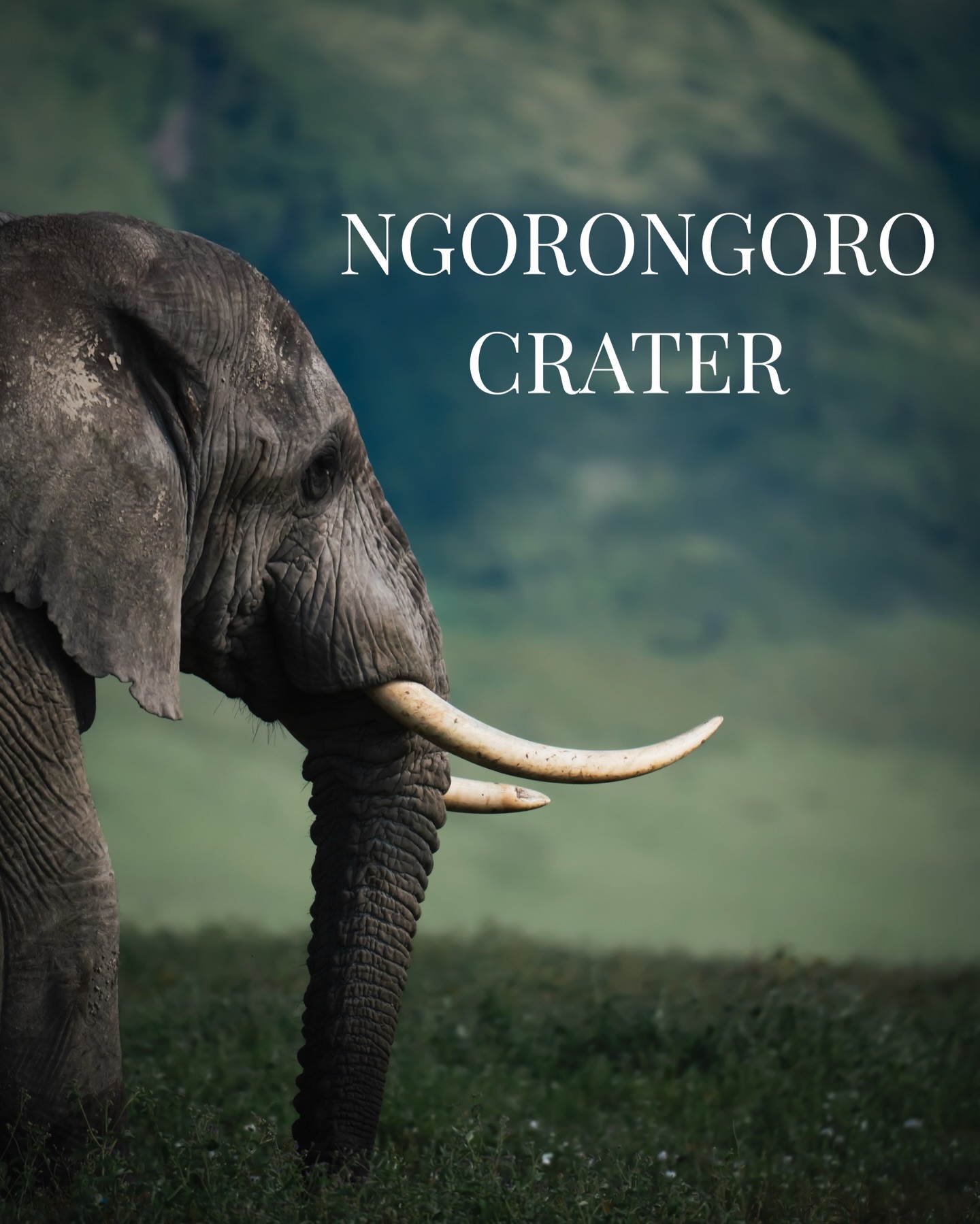 The Ngorongoro Crater is the world’s largest intact volcanic caldera, acting as a natural enclosure for over 25,000 animals. It is one of the only places on Earth where you can spot the entire Big Five—including the rare Black Rhino—in a single afternoon.
Witness the “Garden of Eden” for yourself.
👉 Book your safari with us today! DM or click the link in our bio for booking details and itineraries.
Info@bigfivetrails.com
+255653110463
#bigfivetrails #ngorongorocrater #safaritanzania #viajestanzania #safariguide