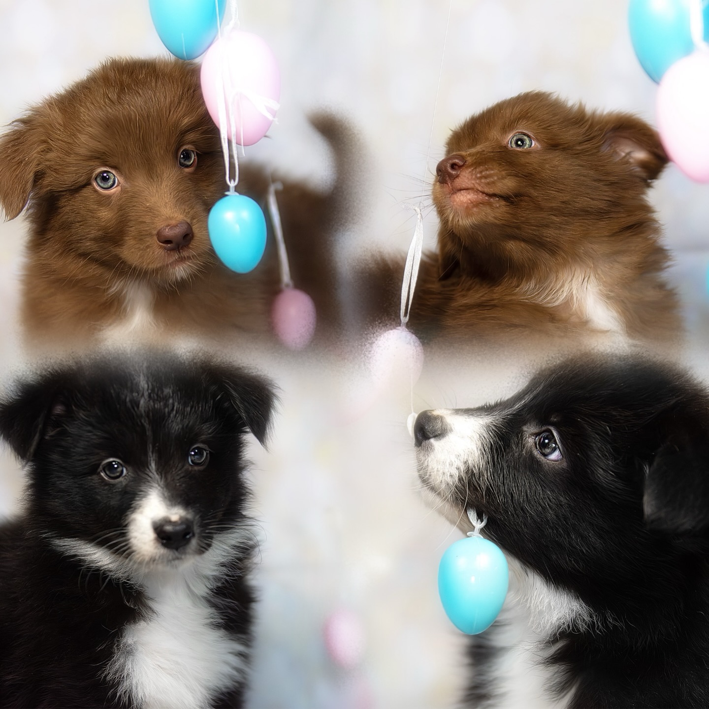 Unsere 2 Prinzessinnen suchen ihren Menschen, dem sie ihr ganzes Herz schenken dürfen 🥰 und hoffen nochmals auf eure Hilfe bei der Suche.
Das black bi Mäuschen ist eine sanfte Seele, ihr Blick erweicht Herzen, anfangs etwas schüchtern, die Situation gut abschätzend, doch taut sie auf, hat sie so viel Liebe zu vergeben 🥰
Das red bi Mäuschen ist vorne dabei, stets mutig, jedoch nicht aufdringlich oder schwer lenkbar. Ein Herz auf 4 Pfoten 🥰
Die Mäuse sind am 15.2.26 geboren und dürfen ab dem 16.4.26 in ihre Familie ziehen.
Infos zu den Elterntieren unserer Aufzucht etc. findet ihr unter:
www.australianshepherd-zucht.com
Beitrag darf gerne geteilt und erneut veröffentlicht werden 🙂🥰
#lookingforhome #aussiewelpen #aussie #welpe aussieliebe