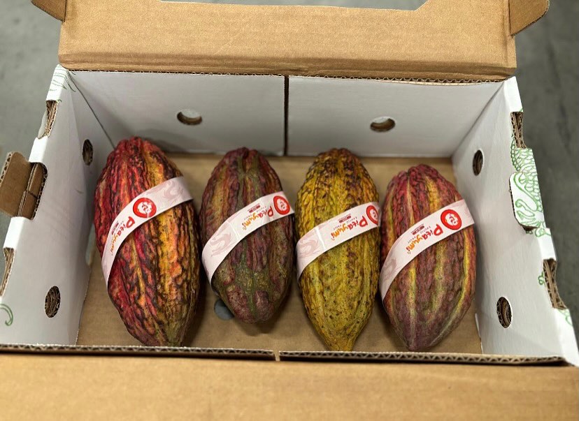 Kakaofrucht #kakaofrucht