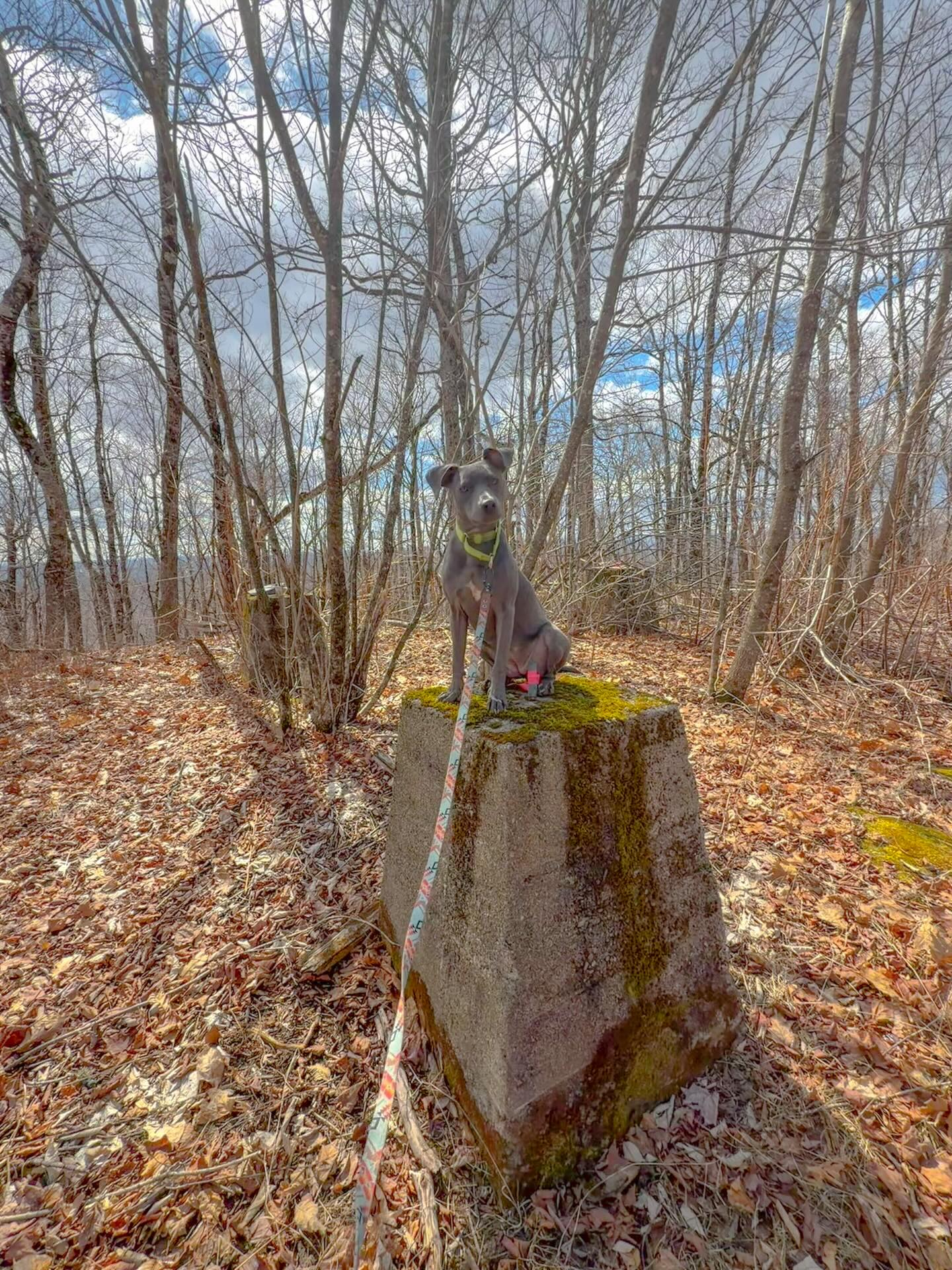 Enjoy this cute photo of my little dragon perched on her throne 🤪 This is what is left of the old tower on Mount Harris.
This is our second trip out here this week! We saw a coyote and a whitetail 🦌 this morning! 7.5 miles ✔️
Reminder; the ticks are out so check your hiking partners 😉
#nationalpetday #spring #earthday #maine #rescuedog