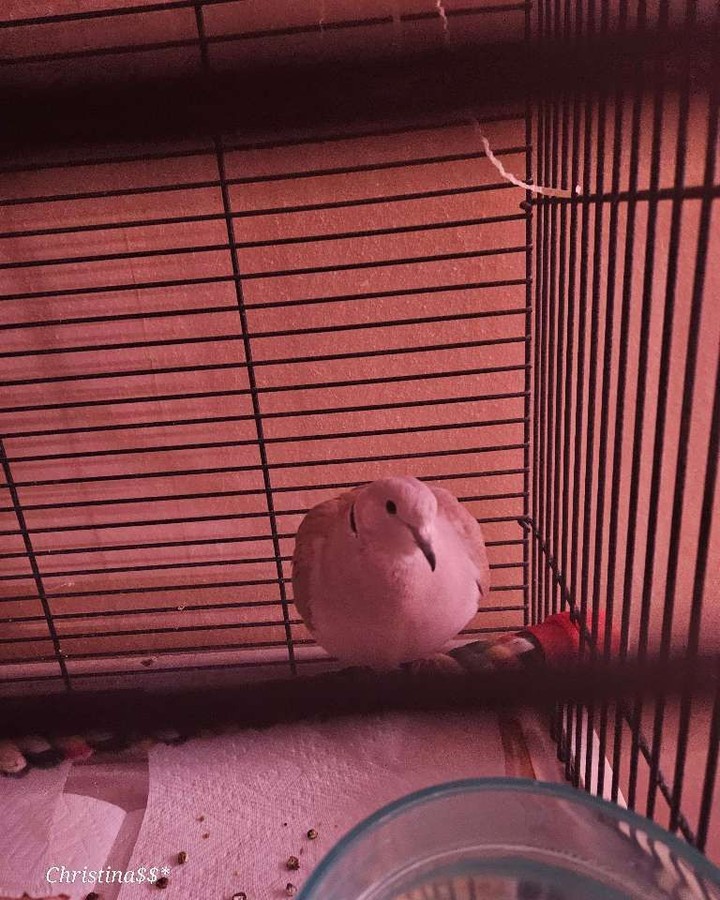 Feathers, fur, and pure joy. ๐ฉต
#WoofHoofMew #petsitting #petsitter #PetPhotography #BackyardZoo #DiversePack #ColoradoLiving