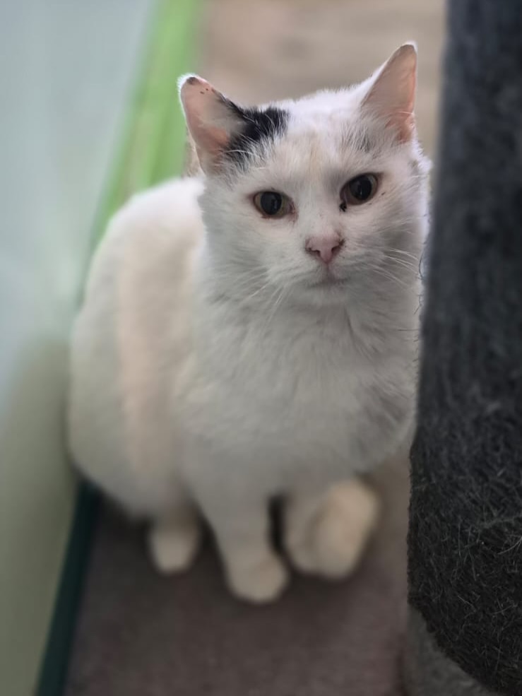 🌿 Marysia – eine leise Seele, die berührt
Marysia ist etwa 5 Jahre alt und lebt derzeit im Katzenasyl in Polen. Am 18.04. hat sie die Chance, in ein eigenes Zuhause nach Deutschland auszureisen – vielleicht zu genau dem Menschen, der ihre sanfte Art zu schätzen weiß.
Sie ist eine unglaublich zarte, ruhige und liebevolle Katze, die nicht laut um Aufmerksamkeit bittet, sondern sich auf ihre ganz eigene, stille Weise nähert. Marysia gehört zu den Katzen, die sich vorsichtig neben einen setzen, die Nähe genießen und dabei eine ganz besondere Wärme ausstrahlen. Ihre Art ist fein, unaufdringlich und dabei so berührend, dass man sie einfach ins Herz schließen muss.
Streicheleinheiten liebt sie sehr – sie nimmt sie dankbar an und zeigt dabei, wie viel Vertrauen und Gefühl in ihr steckt. Gleichzeitig ist sie eine sensible Katze, die Zeit braucht, um sich vollständig zu öffnen.
Mit anderen Katzen versteht sich Marysia gut, allerdings sollte ihr zukünftiges Zuhause eher ruhig sein. Sehr dominante oder stürmische Katzen würden sie schnell verunsichern, weshalb sie am besten zu sanften Artgenossen passt oder in ein entspanntes Umfeld, in dem sie sich sicher fühlen kann.
Marysia sucht kein aufregendes Leben – sie sucht Geborgenheit, Ruhe und einen Menschen, der ihre leise Art versteht und liebt. Eine Katze, die nicht laut fordert, sondern still schenkt – und genau deshalb so besonders ist. 💛
Marysia ist kastriert, geimpft und gechipt und bringt ihren EU-Heimtierausweis mit.
#adoptacat #tierschutz #catrescue #katzenhilfe