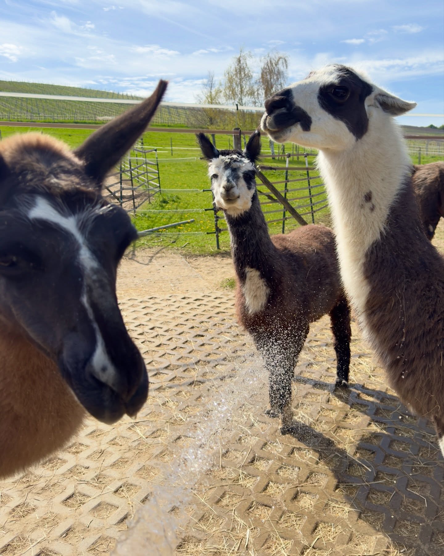 🫶
About yesterday 🤗
Hallo ihr Lieben,
die Vögelchen zwitschern und die Sonne ☀️ lacht, und bei den Temperaturen ist eine kleine Dusche 🚿 wieder was Feines.
Okay, Paul und Kurt stehen da nicht Schlange und die Eselchen auch nicht, aber der Rest……yippie, yippie 🙌
Morgen geht’s wieder auf Tour.
🚶♂️🦙 🚶♀️🫏
Wir freuen uns 🤗
Liebe Grüße,
🫏🦙 die Jungs
#esel #lamas #alpakas #frühling #wandernmachtglücklich