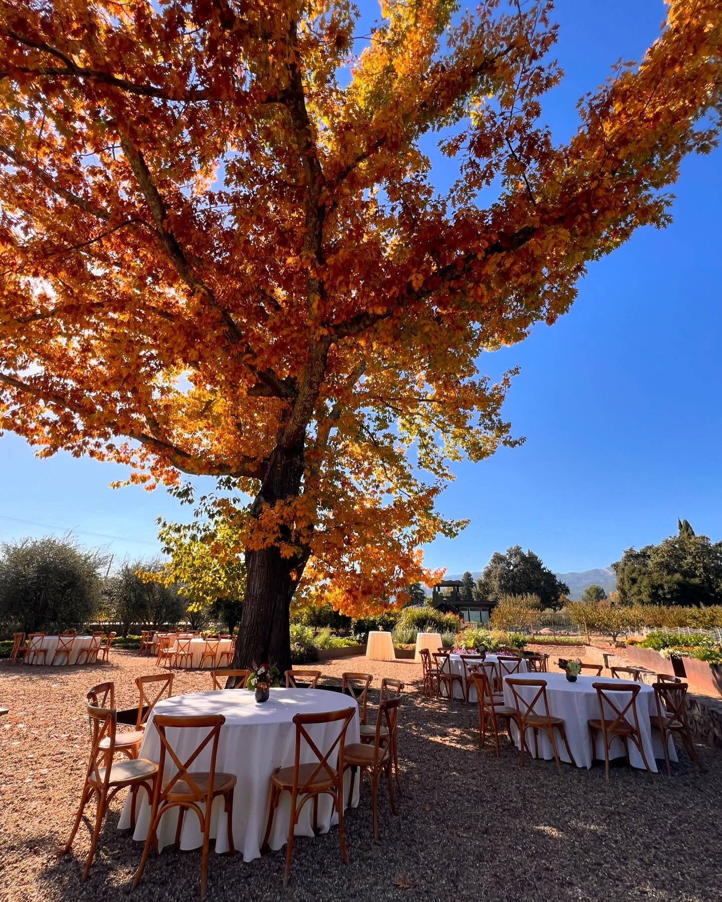 Harvest time in the Napa Valley ❤️🍁 and just the most perfect day with the turning of the leaves, stunning venue, and delicious wines. Thank you @bellaoaksvineyard and @wheelerfarmswinery, grateful to be a part of the day!
Venue: @wheelerfarmswinery
Wine: @bellaoaksvineyard and many more!
Floral: @kb_flowers
Food trucks: @tacoselmuchachoalegre and @rofnapa
Craft Coffee: @atlascraftcoffee
Rentals: @brighteventrentals
Additional Vendors: @fantasyfaces83 @theposhprivy