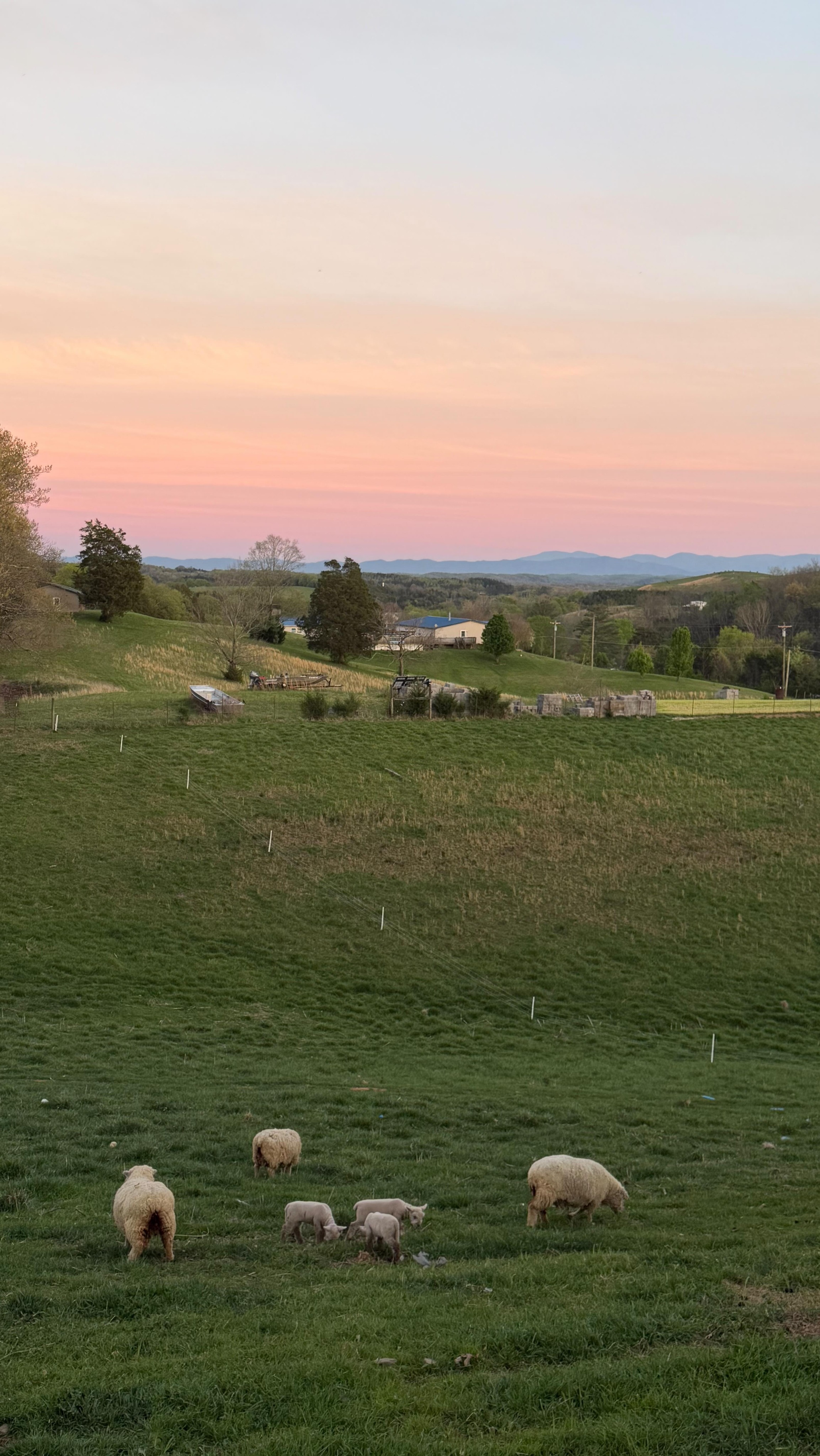 She looks like a sack of potatoes lying there. 😂😂
#farm #homestead #farmlife #motherhood #sheep