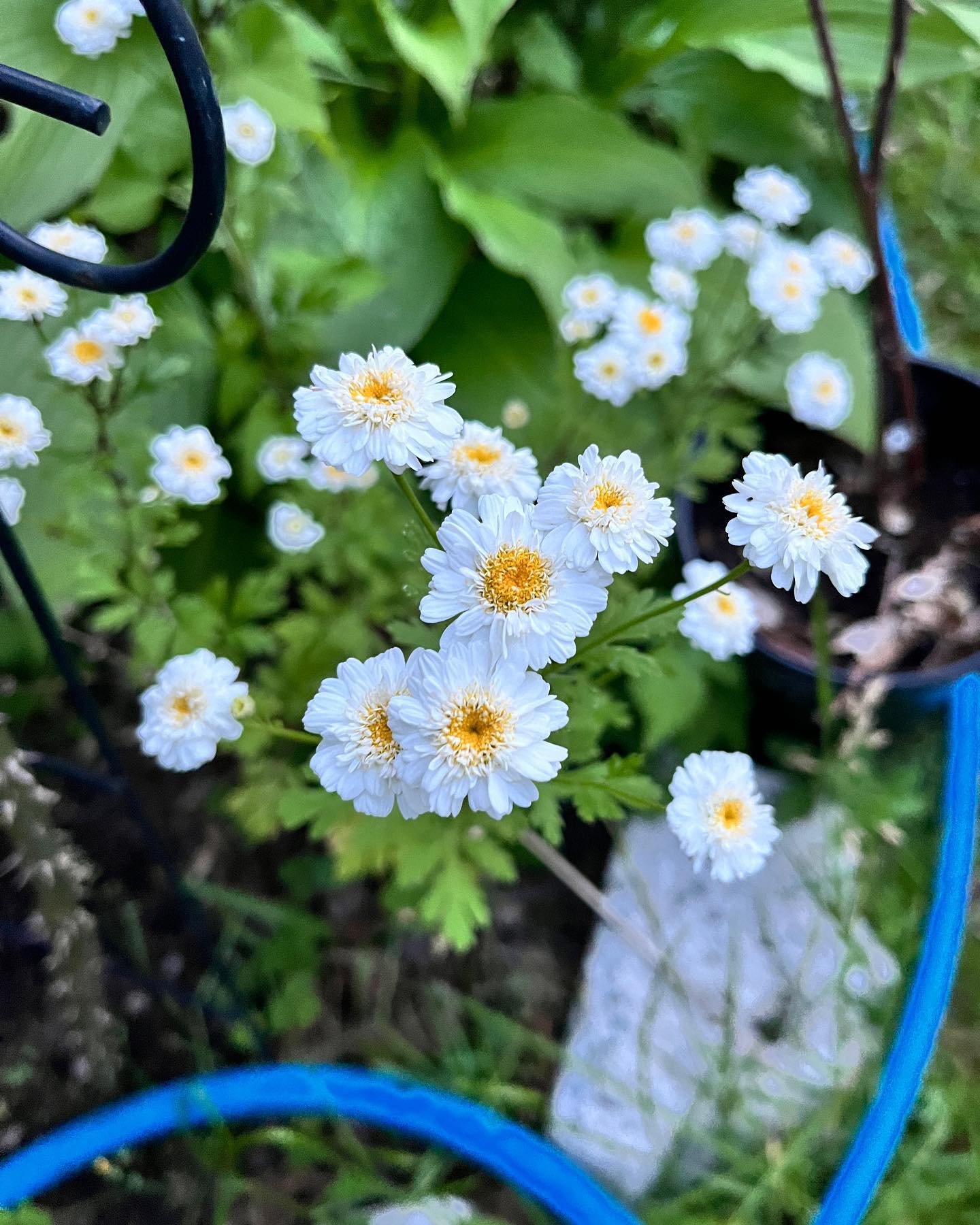 I’m back from an amazing sailing ⛵️ trip in Antigua and so happy to see the garden 🪴 in bloom 🤩