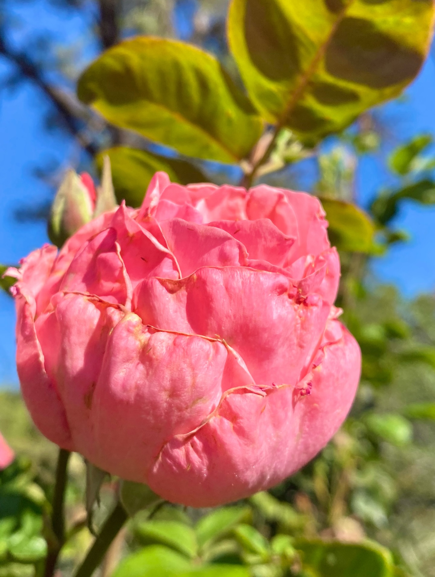 the way light on a rose reveals the magic of life, this beauty in sedona, to walk as she does, lightening our being reminding us of what’s possible during uncertain times. In this beauty, war is not possible, only love exists. It’s easy to say love is the answer to anything — and humbling to experience this revelation take hold in the depths of body, soul, mind because we choose to integrate in wholeness all of who we are into one unfolding moment of acceptance, this is the power of nature, her light moves like an ocean everywhere, it’s where love can find us anywhere ⭐️🌹blooming roses in the wilderness
#starryvenus #sedona #roses #beauty #love