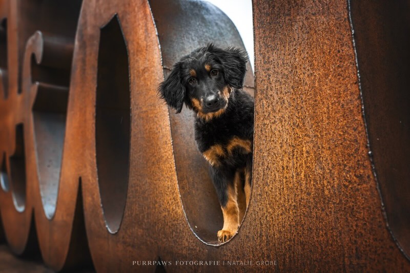 Happy 3rd Birthday Delia vom Mayhof 🐶
•
Heute wird mein kleines Mädchen einfach drei Jahre alt… 🥹 unglaublich was sie in ihrem Leben schon alles mit mir erlebt hat. Sie hat mich durch sehr viele intensive Phasen und Veränderungen in meinem Leben begleitet und ich bin so stolz darauf, wie sie sich entwickelt 🙏🏻…
•
Deli ist für mich eine große Herausforderung, aber eine absolut loyale und treue Wegbegleiterin. Unsere Bindung ist wahnsinnig tief und vielleicht ist sie genau die Aufgabe, die ich gebraucht habe. Für mich ist Deli eine kleine Wächterin. Immer wachsam, immer in Gedanken bei mir und mittlerweile auch beim gesamten „Rudel“. Sie hat Sui, Happy und mich immer im Blick. Ich glaube in meinen Augen ist sie einer der schönsten Hunde überhaupt. Eine richtige Erscheinung! Anmutig, stolz, mit glänzendem Fell, langen Beinen und unglaublich sportlich! Sie verzaubert mich jeden Tag aufs Neue mit ihren wunderschönen Ausstrahlung! 🌟
•
Sie ist der perfekte Reitbegleithund und wir haben schon so oft die Berge unsicher gemacht, waren Wanderreiten, an unzähligen Orten und ich freue mich darauf ihr noch viele weitere Jahre die Welt zeigen zu dürfen. 🤍
•
Danke Deli, dass es dich gibt, dass ich so viel von und mit dir lernen darf. Auf viele gesunde Hundejahre, Abenteuer und unzählige gemeinsame Erinnerungen. 🐶🖤🤎
•
Ich liebe dich unendlich mein Hovawart-Mädchen! ♾️
Happy Birthday 🎈