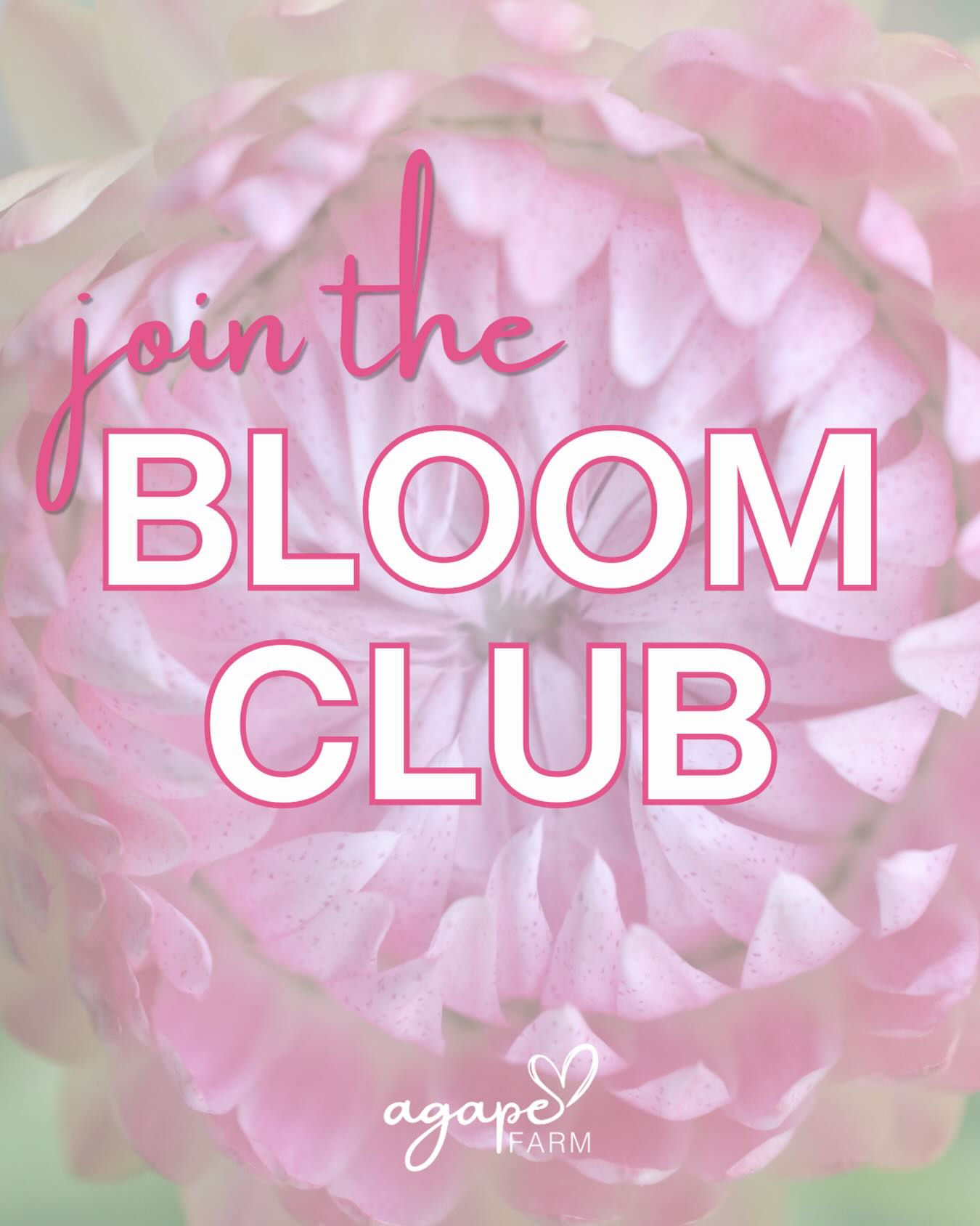 The Bloom Club bouquet subscription has officially launchedâ¨
In our monthly bouquet subscription youâll getâ
⨠Bouquets once a month.
⨠Freshly handpicked blooms in every bouquet.
⨠A summer full of floral love + joy.
Join the Bloom Clubđ Link in the bio đ