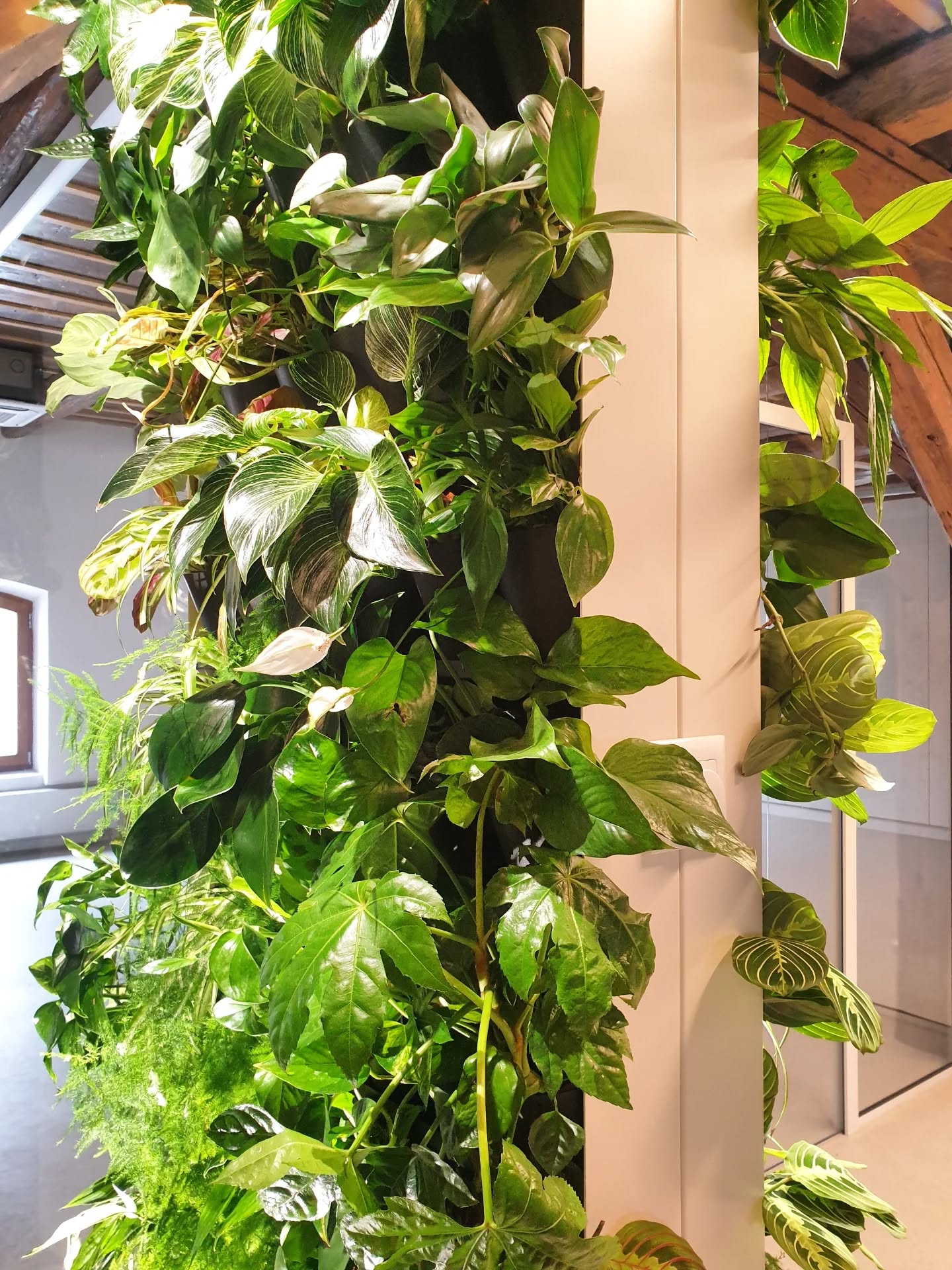 Zelené riešenie na mieru nájdete na Popradskej ulici v Košiciach.
Tešíme sa na Vás 🙂.
Volajte 📲 0911 242 003
#vertikal #ziveobrazy #eo #zahrady