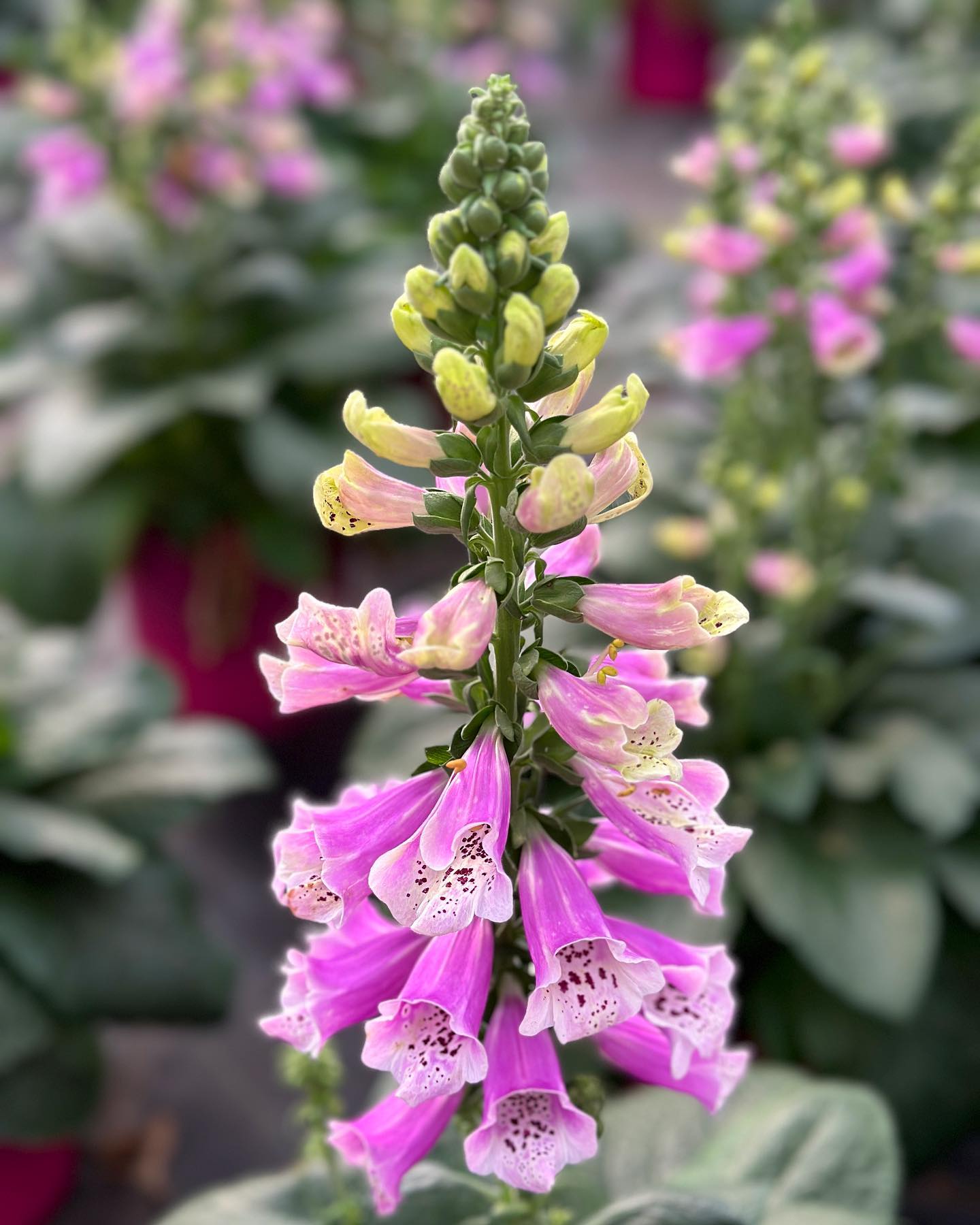 Did you know that hummingbirds love the beautiful towers of blooms of Foxgloves? So do we!