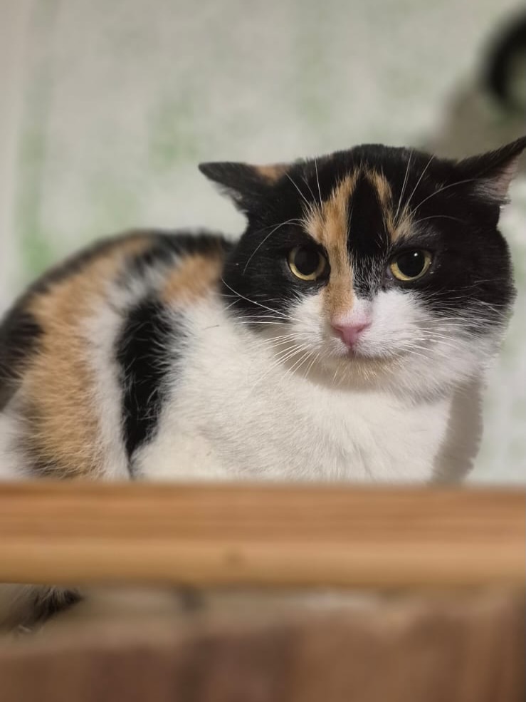 🧡Koperek – zarte junge Mama auf der Suche nach Sicherheit und Liebe 🐾
Die kleine Koperek, geboren etwa im Juni 2025, ist noch so jung – und hat doch schon so viel erlebt. Sie kann am 18.04. mit dem nächsten Transport ausreisen und hofft darauf, endlich in ein sicheres Zuhause ankommen zu dürfen. 🤍
Als Koperek ins Katzenasyl kam, war sie nicht allein. Sie brachte ihre vier kleinen Kitten mit – und zeigte damit, was für eine starke kleine Mama in ihr steckt. Zuvor lebte sie im Wald, wo sie sich allein durchschlagen musste. Ein Förster versorgte sie mit Futter, doch die Nähe und Fürsorge von Menschen kannte sie nicht.
Im Asyl war zunächst alles fremd und beängstigend für sie. Doch Tag für Tag hat sie sich ein kleines Stück geöffnet – und heute sieht man, welch wunderschöne Entwicklung sie gemacht hat.
Koperek ist eine sehr sensible, zarte und vorsichtige Katze. Sie braucht einen Moment, um Vertrauen zu fassen, doch wenn sie sich sicher fühlt, lässt sie sanfte Streicheleinheiten und ruhige Nähe zu. Dabei zeigt sich ihre leise, liebevolle Art, die einen ganz besonders berührt.
Sie ist absolut friedlich und niemals aggressiv. Wenn ihr etwas zu viel wird, zieht sie sich einfach zurück und beobachtet aus sicherer Entfernung.
Mit anderen Katzen fühlt sie sich sehr wohl – ihre Anwesenheit gibt ihr Sicherheit und Orientierung. Deshalb wünschen wir uns für Koperek ein Zuhause mit mindestens einem freundlichen, sozialen Artgenossen, an dem sie sich weiter orientieren kann.
🏡 Für diese besondere junge Katze suchen wir ein ruhiges, verständnisvolles Zuhause, in dem sie in ihrem eigenen Tempo ankommen darf. Menschen, die nichts erwarten, sondern ihr einfach Zeit geben – und ihr zeigen, dass eine menschliche Hand auch Wärme, Sicherheit und Liebe bedeuten kann.
✨ Nach allem, was sie erlebt hat, hat Koperek genau das verdient:
Ein Zuhause, in dem sie endlich loslassen und einfach Katze sein darf.
🐾 Wer schenkt dieser zarten Seele die Chance auf ein neues Leben?
#adoptacat #adoptdontshop #tierschutz #catrescue