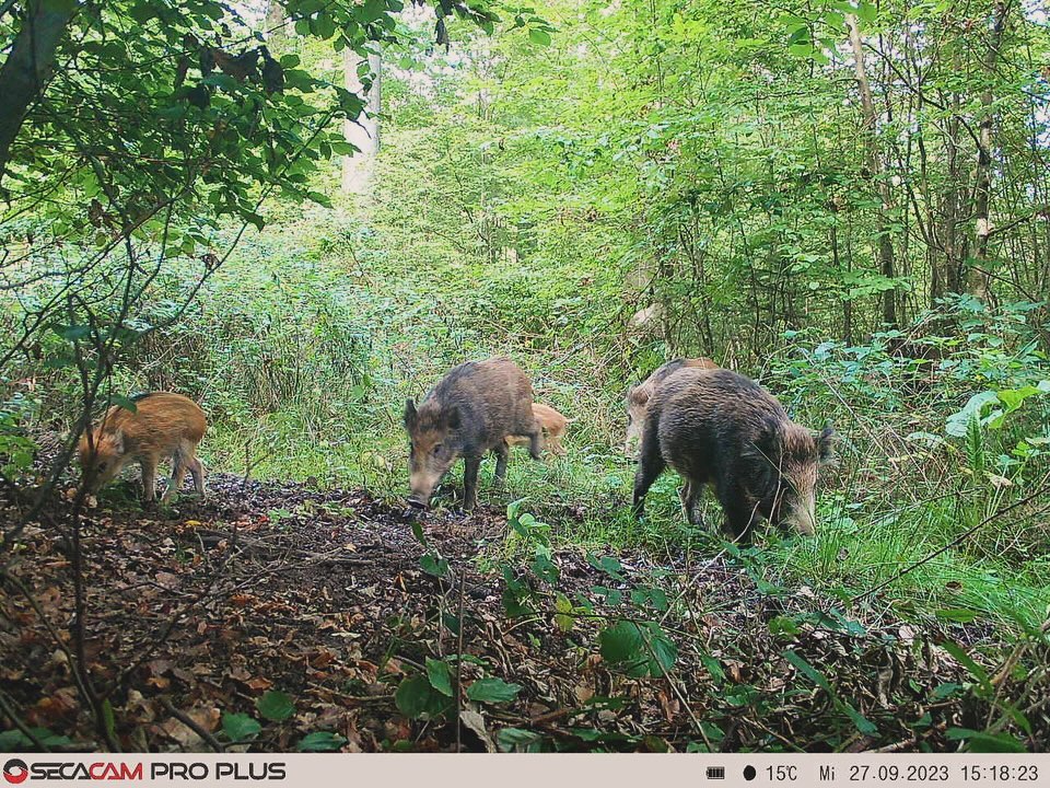 Hier ein paar Eindrücke bei uns aus dem Revier….
Ich freu mich schon wieder auf die warme Zeit…
#waidmannsheil #rotwild #rotwildjagd #jäger #jägerleben #natur #wild #schalenwild #jagdmomente #wildfleisch #outdoor #forest #waidmannsdank #huntinglife #love
#nature #natur #hunting #outside #wildboar #revier #forestphotography #wald #jagd #passion #fotografie #jakt #jagdistleidenschaft
#waidmannsheil #rotwild #rotwildjagd #jäger #jägerleben #natur #wild #schalenwild #jagdmomente #wildfleisch #outdoor #forest #waidmannsdank #huntinglife #love
#nature #natur #hunting # Frühling #outside #wildboar #revier #forestphotography #wald #jagd #passion #fotografie #jakt #leidenschaft #rehwild