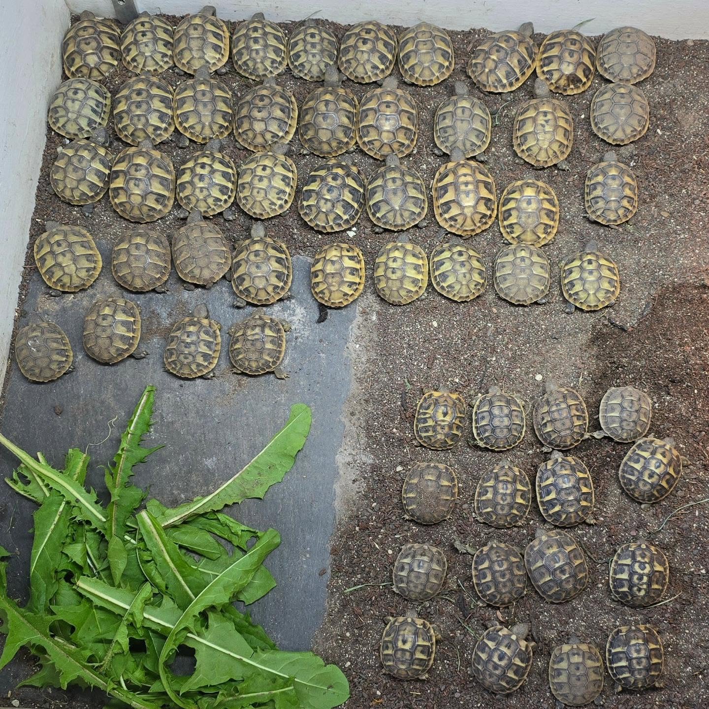 The Army is assembling - Our class of 2024.
57 tortoise hatchlings. Pictured 41 Eastern herman and 16 western herman tortoise.
Our 58th (17th western) has just hatched (not pictured). We have a few eggs. Will it be 60?
#hermantortoise
#captivebred #captivebredreptiles #midlandtortoise #tortoise #Tortoise #tortoisekeeper #tortoiseofig #tortoiseofinstagram #tortstgram #tortoiselife #reptilesofinsta #reptilesofig #repstagram #pets #reptile #schildkröte #reptilearmy
#pet #petbreeder