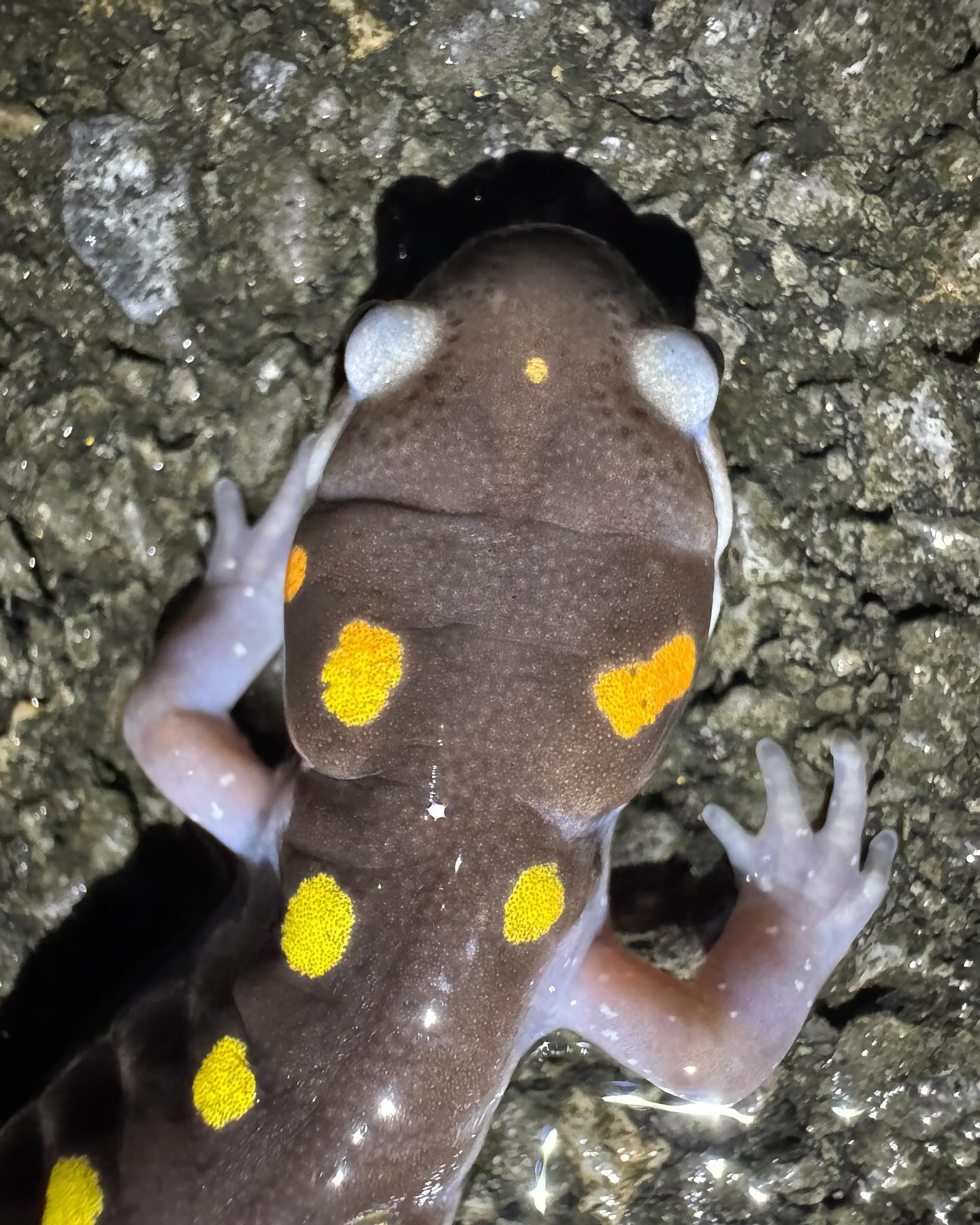 A stellar night of salamander hunting a few nights ago.