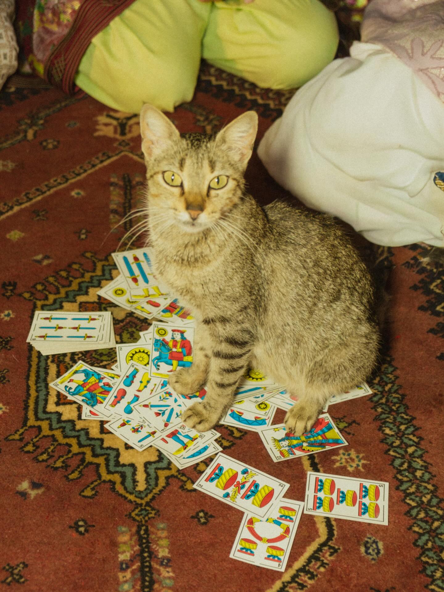 Every corner of our 19th-century Palace tells a story, but our resident guide prefers a good scratch behind the ears✨
He adds a touch of life and tenderness to your cultural journey, ensuring every visit feels like coming home.
Keep an eye out for Marrakech’s most famous resident during your visit, they are part of our everyday life here, and the whole neighborhood takes care of them.
📷 @cnaila @frdburger