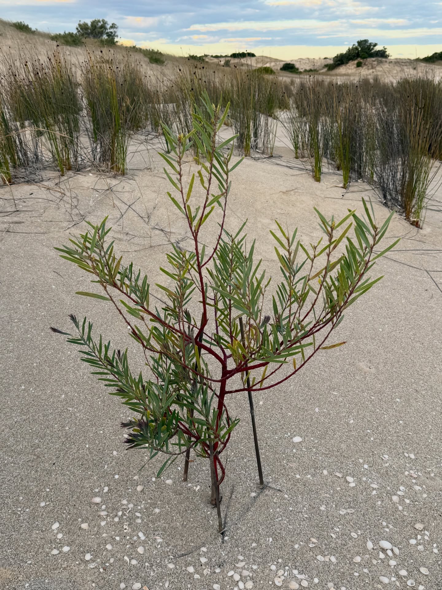 I’ve been doing a lot of thinking lately (and studying with @petersonacademy) When I think, I need solitude and peace to observe, understand and then clarify as best I can. But don’t worry, as usual, I still like to share with my crew on here.
My worry is a growing divide that leads to conflict not connection. What we’re seeing right now in our communities, in our politics, and in our conversations.
And I don’t think YELLING LOUDER at each other on social media is going to fix it.
So…
What if we could take the best of what conservatism stands for… responsibility, family, community, common sense, respect for our foundations… and shape it into something that actually feels relevant, grounded and worth belonging to now?
Not based on fear, rage, propaganda or a desperate desire for clicks. But based on strength, clarity and purpose.
I know in myself, I’m not looking for more noise, I desperately and passionately seek things that help me make sense of the world again.
And I keep asking myself…
How do we build something strong enough for the people in our regions, but also clear and compelling enough that people in the city might actually hear it?
How do we hold onto what matters without becoming stuck, bitter or divided?
How do we create something that the next generation want to step into?
I look at my sons and I confess, I don’t want to hand them a movement that feels angry, outdated or disconnected. I want them to see something that feels steady, intelligent, worth building and worth being part of.
So this is where my head and heart are at right now. I’ve been bunkered down since the state election. Researching, writing and burning with deep desire to help others.
And I’d genuinely love to hear from you…
What do you think is missing right now?
What do you want to see more of?
What actually matters to you when you think about the future of our communities?
Please, no SHOUTING. No pile-ons. Just real thoughts.
Because I have a feeling this conversation matters more than we realise. And, like this tree that I planted in my sandhills prior to the drought reminds us: anything is possible.