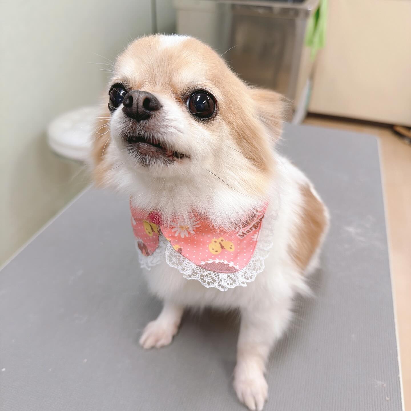 ⋆。˚✩2026/04/12①
チワワのなつちゃん&MIX犬のいよちゃんご来店(*´﹀`*)
今日もご機嫌な様子でお店に入ってきて
念入りにクン活していたいよちゃんとなつちゃん( •̀ω•́ )✧
私にも元気よく挨拶してくれて
ロロとはほどよく距離を取りながら
平和に過ごしてくれていました(*´艸`)
シャンプー中は少しそわそわしていたいよちゃんだけど
徐々に落ち着いていきブローのときには
うっとりリラックスできていました(◍︎´꒳`◍︎)
なつちゃんもシャンプーが好きなのか
気持ち良さそうなお顔でゆったりと
身をまかせてくれます𐔌՞ ܸ.ˬ.ܸ՞𐦯
あとからご来店したMIX犬のレティちゃんにも 積極的に挨拶していたいよちゃん🥰
なつちゃんはのんびり毛布でくつろいで
静かに過ごしてくれました(⁎⁍̴̛ᴗ⁍̴̛⁎)
本日もありがとうございました⸜( •⌄• )⸝
#dogsalon_sternherz
#トリミングサロン #在家町
#チワワ #シュナプー