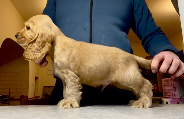 ✨ Capalique Torin Lysander ✨ is an 8 week old boy (not available)