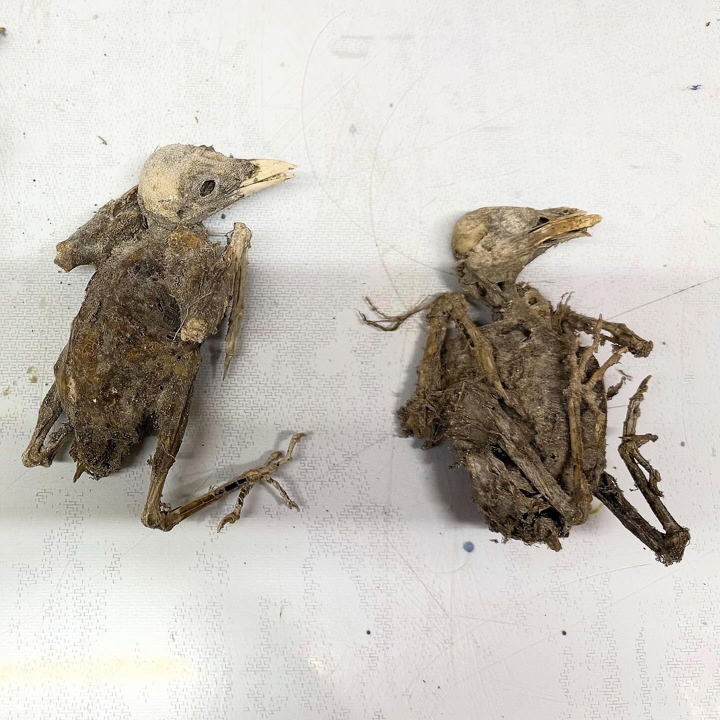 Something a little more unusual. Ever seen a mummified Jackdaw before? I find them fascinating. I’m just wondering what other people think of them. Do you like them? Would you want one? In my personal collection I have a mummified barn owl in a deep set frame. Was wondering if someone would want something similar.